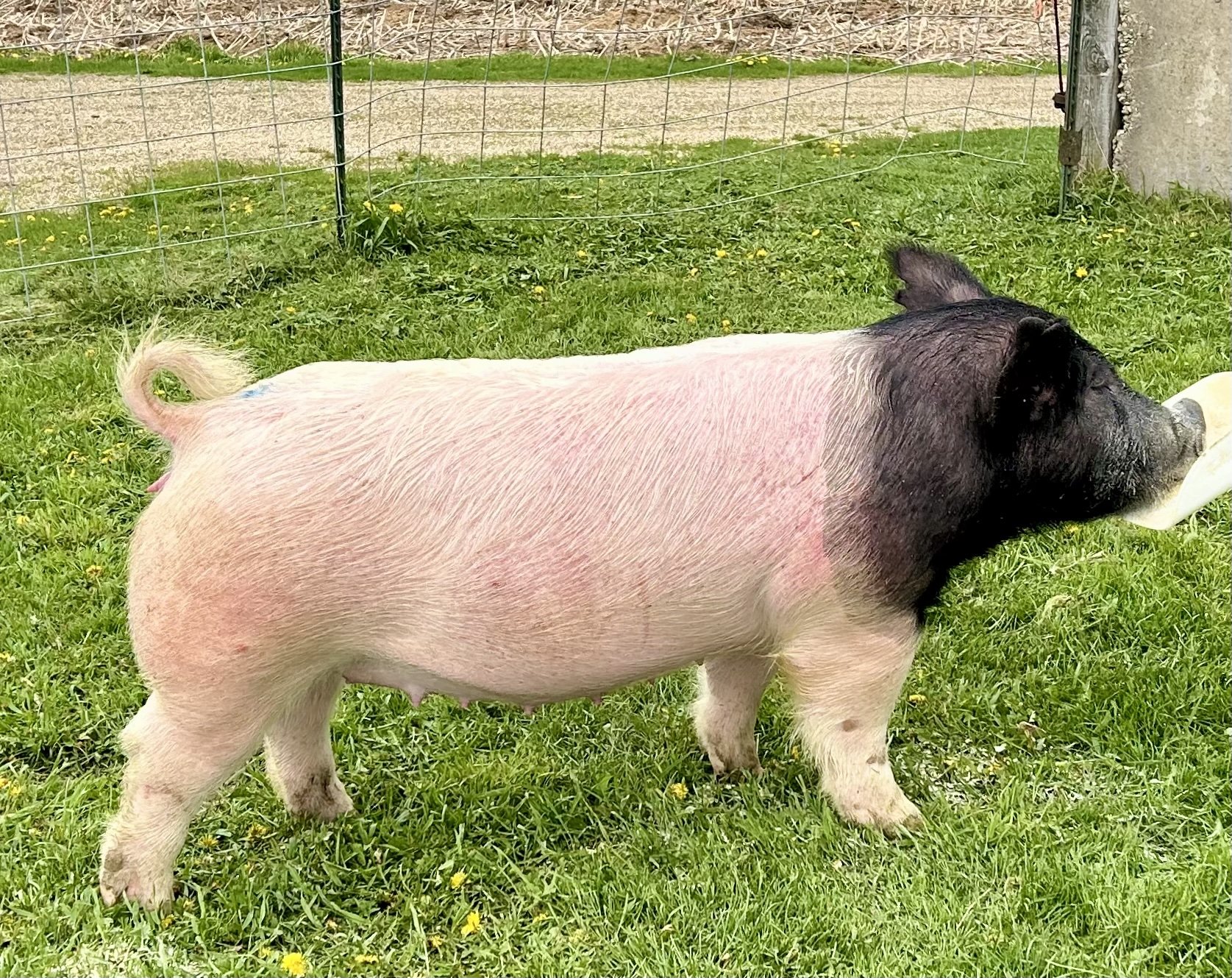 X 11-8, Due: 7/19/26, Bred to: Alibi 1-2, Pedigree: Not Like Us x Mr. Completely, Parity: 0 | $2,000