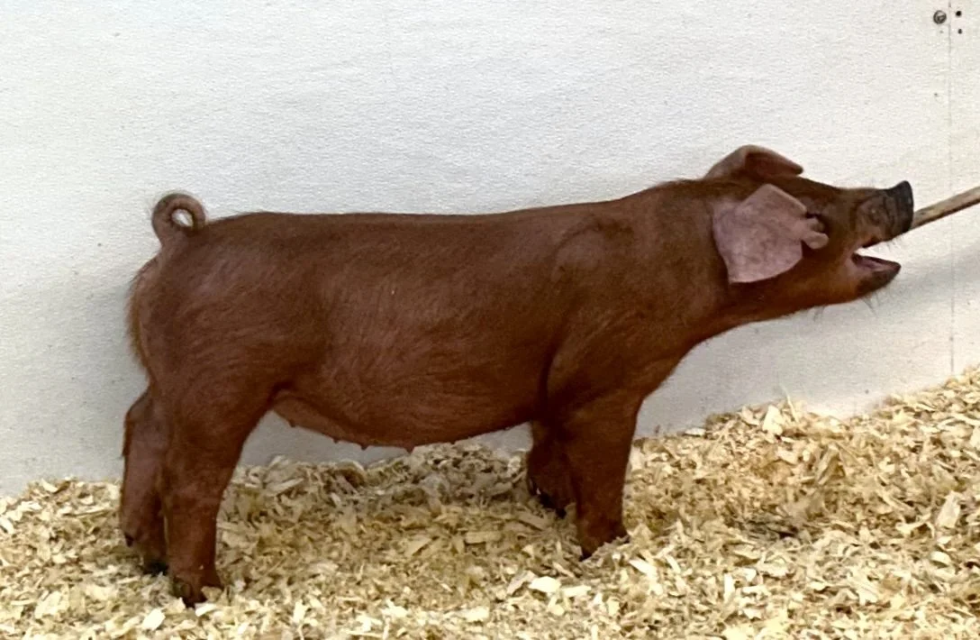 D21-3 Gilt | Born: 6/2/26, Pedigree: Shredder x No More Tears x WTX 312 |$600