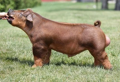 Got it All, Showtime Sires