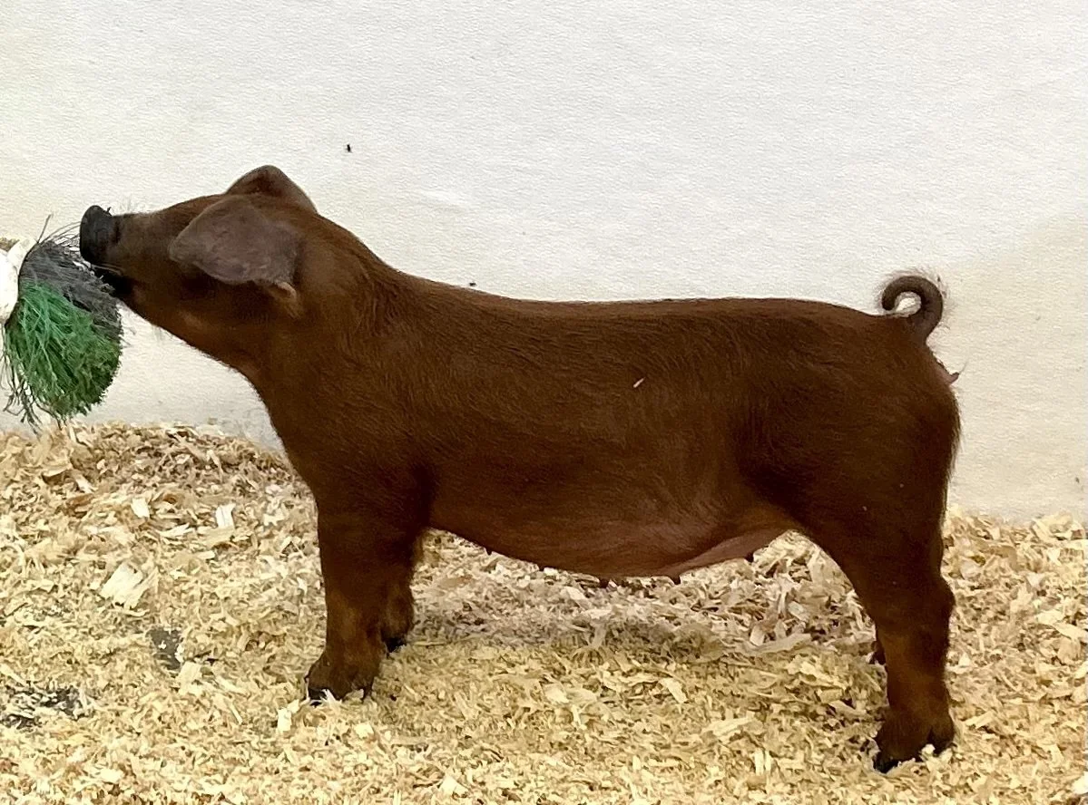D16-5 Gilt | Born 6/1/26, Pedigree: Shredder x WTX 312 x Holy | $600