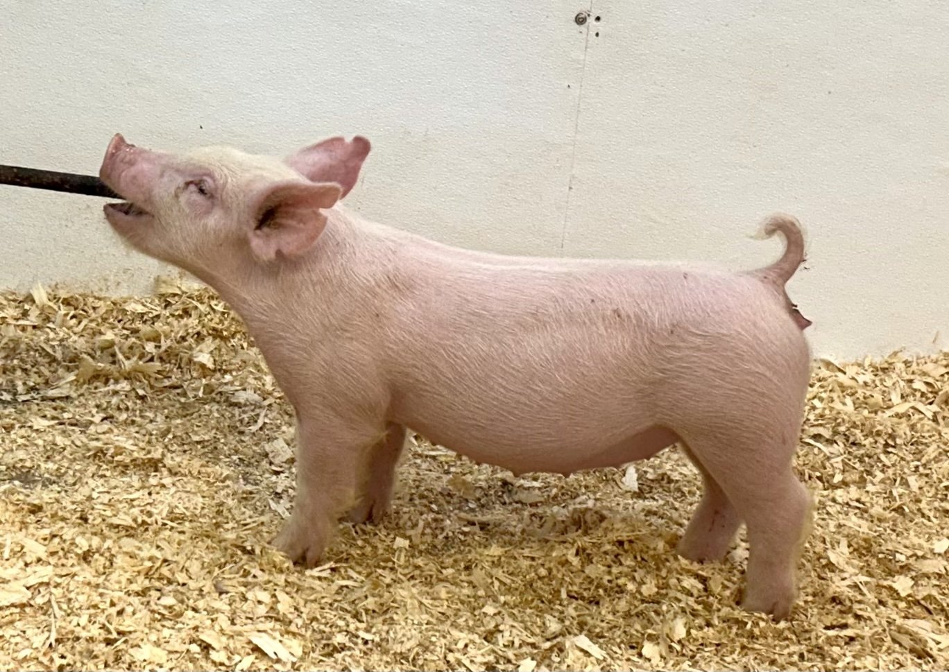 X11-4 Gilt | Born: 6/1/26, Pedigree: Stranglehold x Pay per View x Anonymous | $600