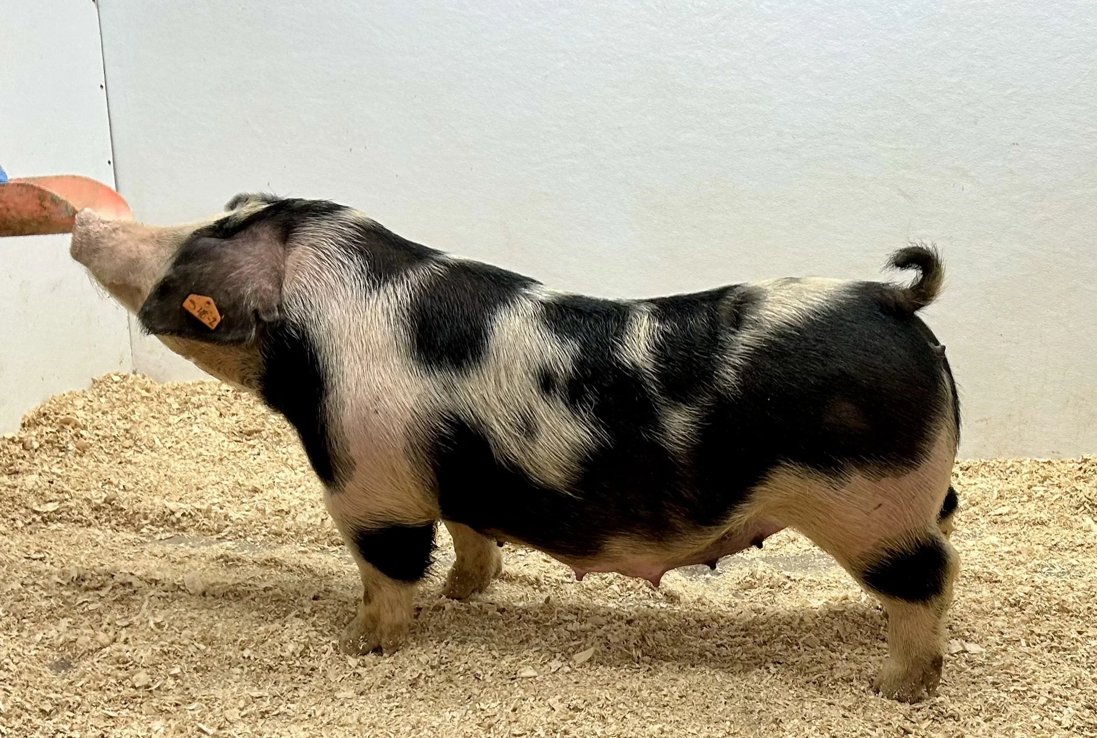 ***SOLD***
S48-2 – Classified x Talk to Me. Gilt. Due 1/2/26 to Just a Dream. 