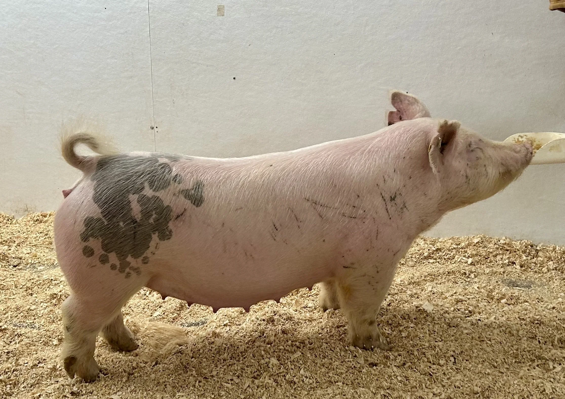 ***SOLD*** X 26-3 – Simply Wow (Picture This) x Pay per View. Gilt. Due 1/2/26 to Tarzan at Winter Livestock and Feed. | $2000
