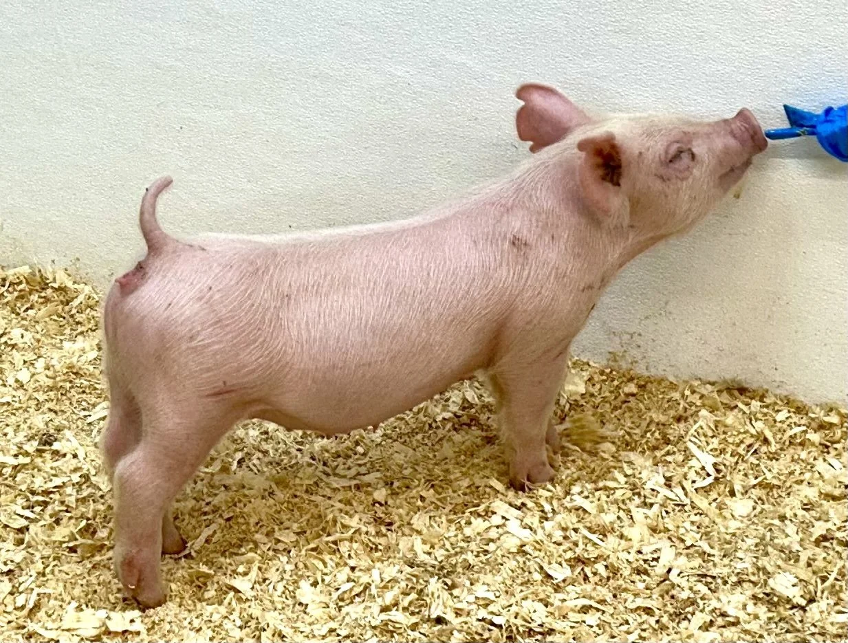 Y30-5 Gilt | Born: 6/4/26, Pedigree: Jackhammer x Hit Em Up x 7-2 | $600