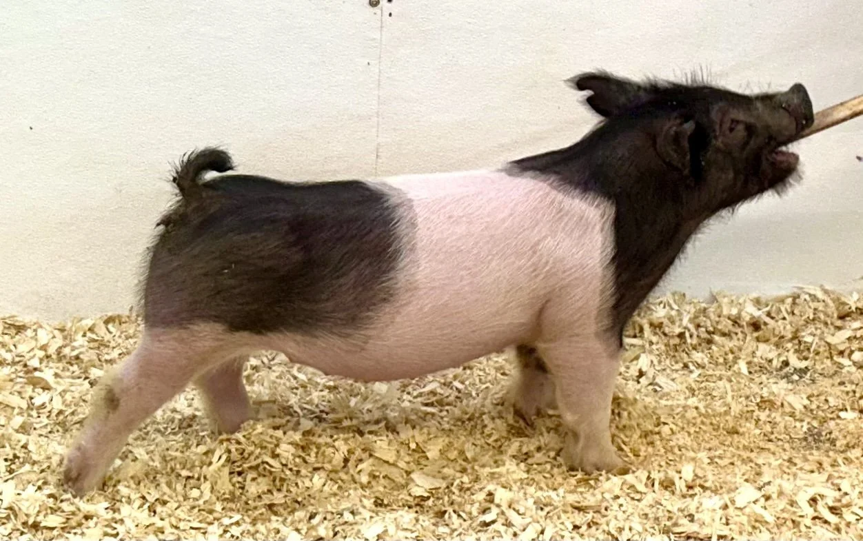X17-4 Gilt | Born: 6/2/26, Pedigree: Caught Nappin x Hold On x Cowboy Poker | $600