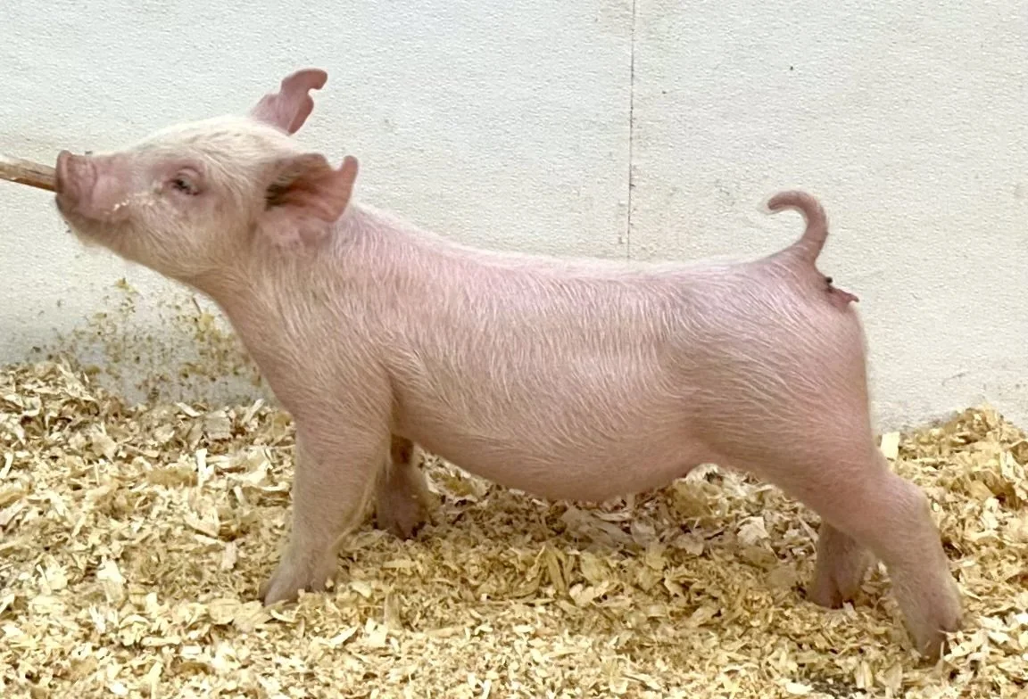 Y30-11 Gilt | Born: 6/4/26, Pedigree: Jackhammer x Hit Em Up x 7-2 | $600