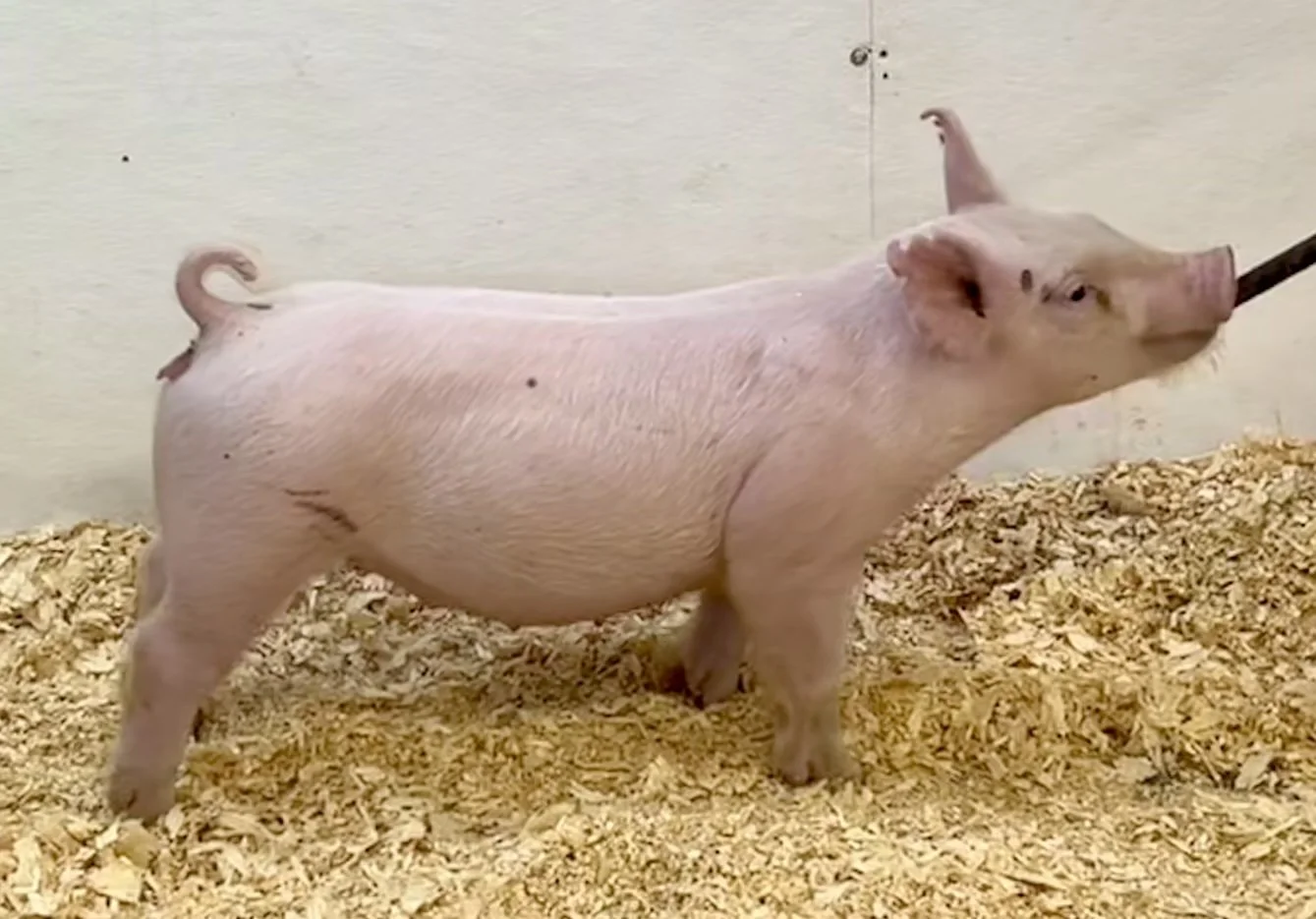 X26-8 Gilt | Born: 6/4/26, Caught Nappin x I'm Him x Golden Ticket	Cross | $600