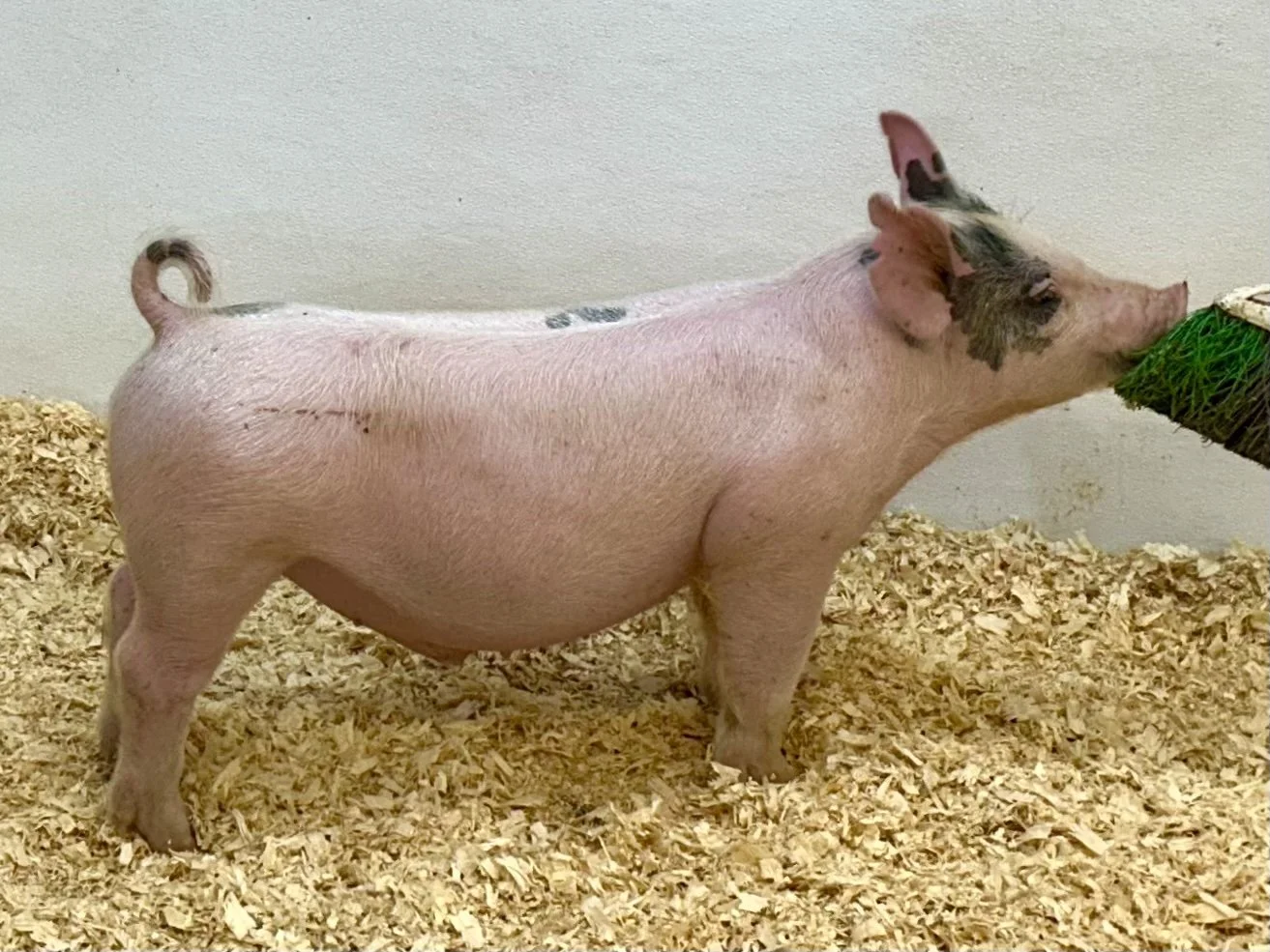 X15-1 Barrow | Born: 6/1/26, Pedigree: Outta Mind x Wide Awake x Never Before | $400
