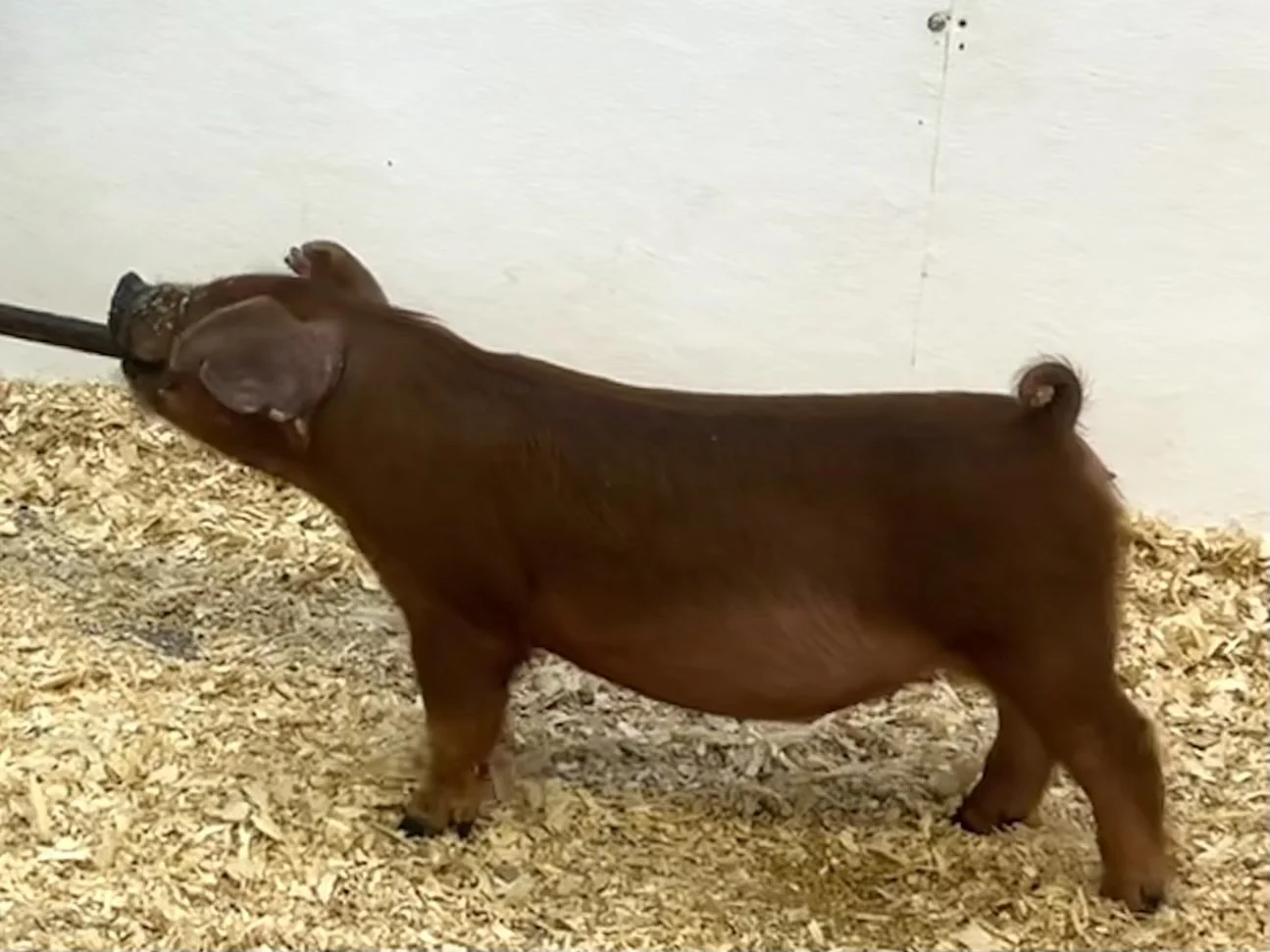 D24-5 Gilt | Born: 6/4/26, Pedigree: Shredder x Art of the Deal x Puno