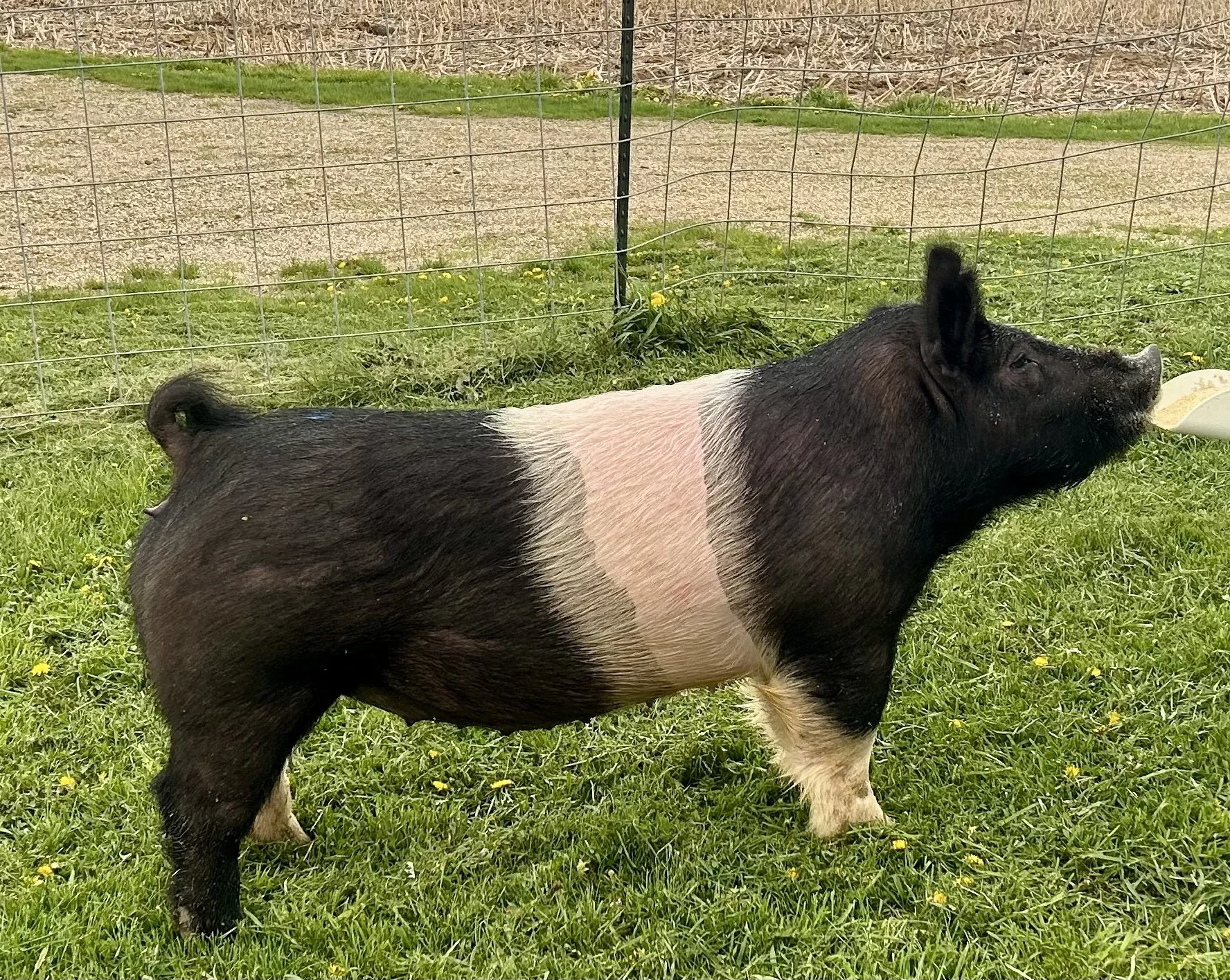 X 9-7, Due: 7/19/26, Bred to: NLU 6-2, Pedigree: Not Like Us x Carbon Copy, Parity: 0 | $2,000	