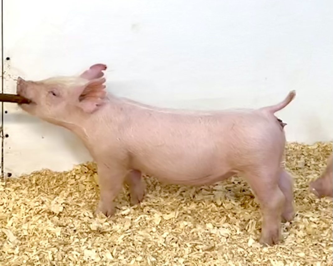 Y30-8 Gilt | Born: 6/4/26, Pedigree: Jackhammer x Hit Em Up x 7-2 | $600