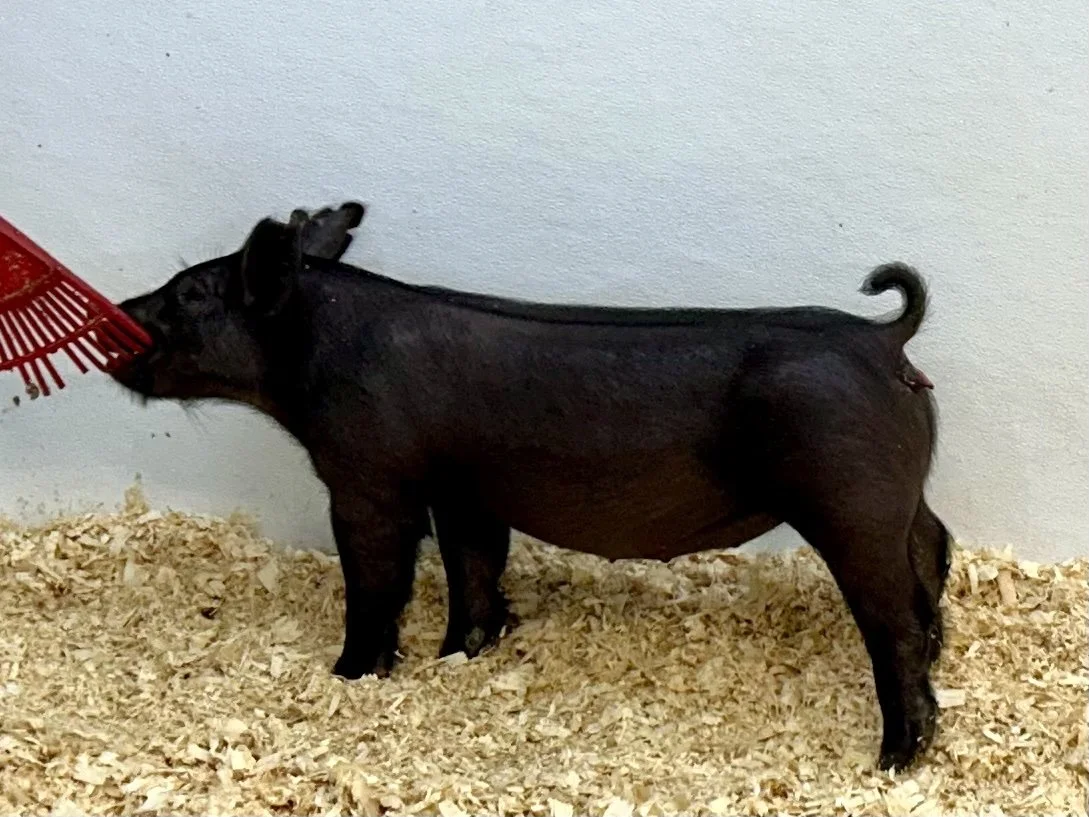 X12-9 Gilt | Born: 6/1/26, Pedigree: Outta Mind x Pay per View x Anonymous | $600