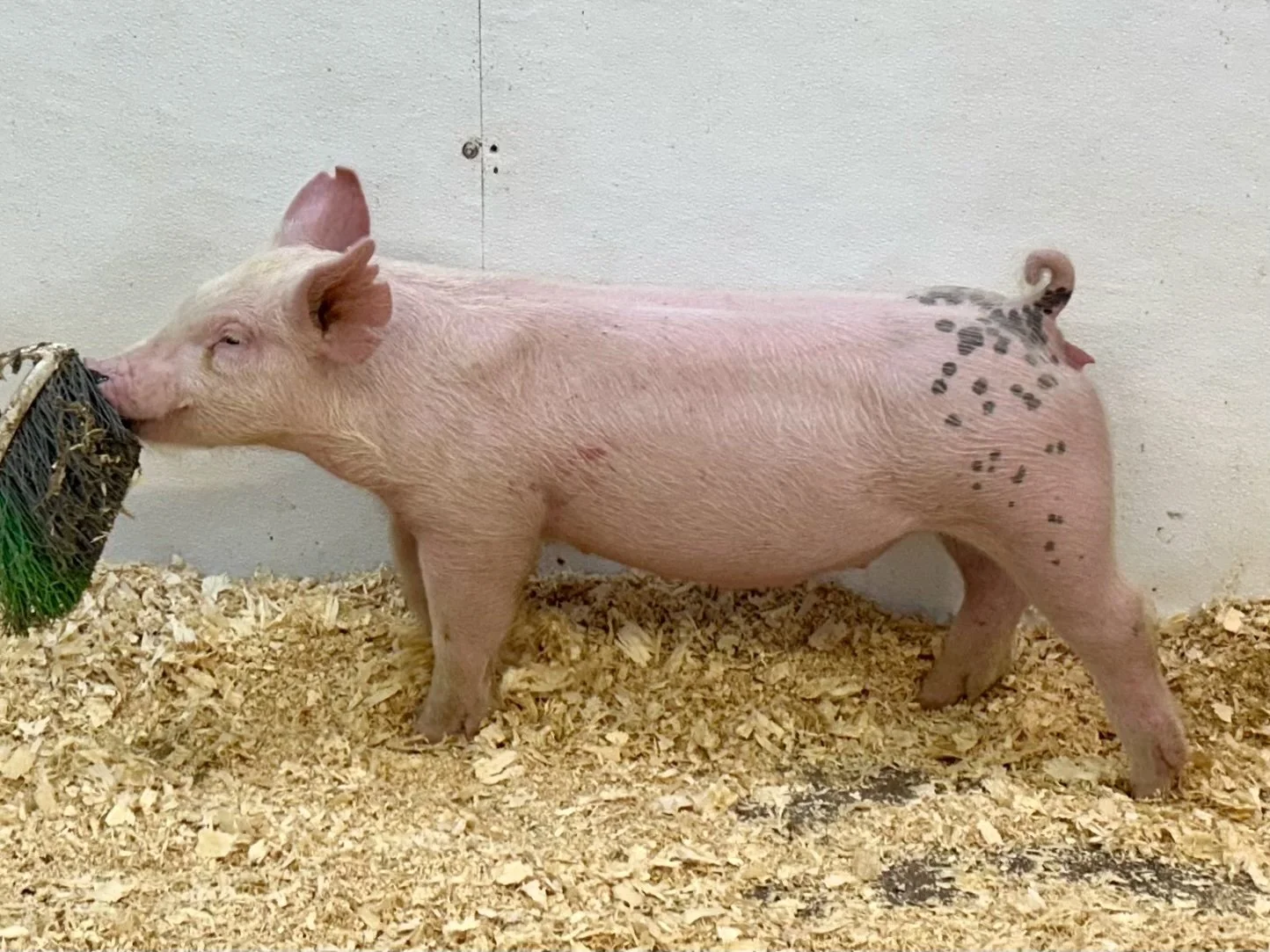 X11-7 Gilt | Born: 6/1/26, Pedigree: Stranglehold x Pay per View x Anonymous | $600