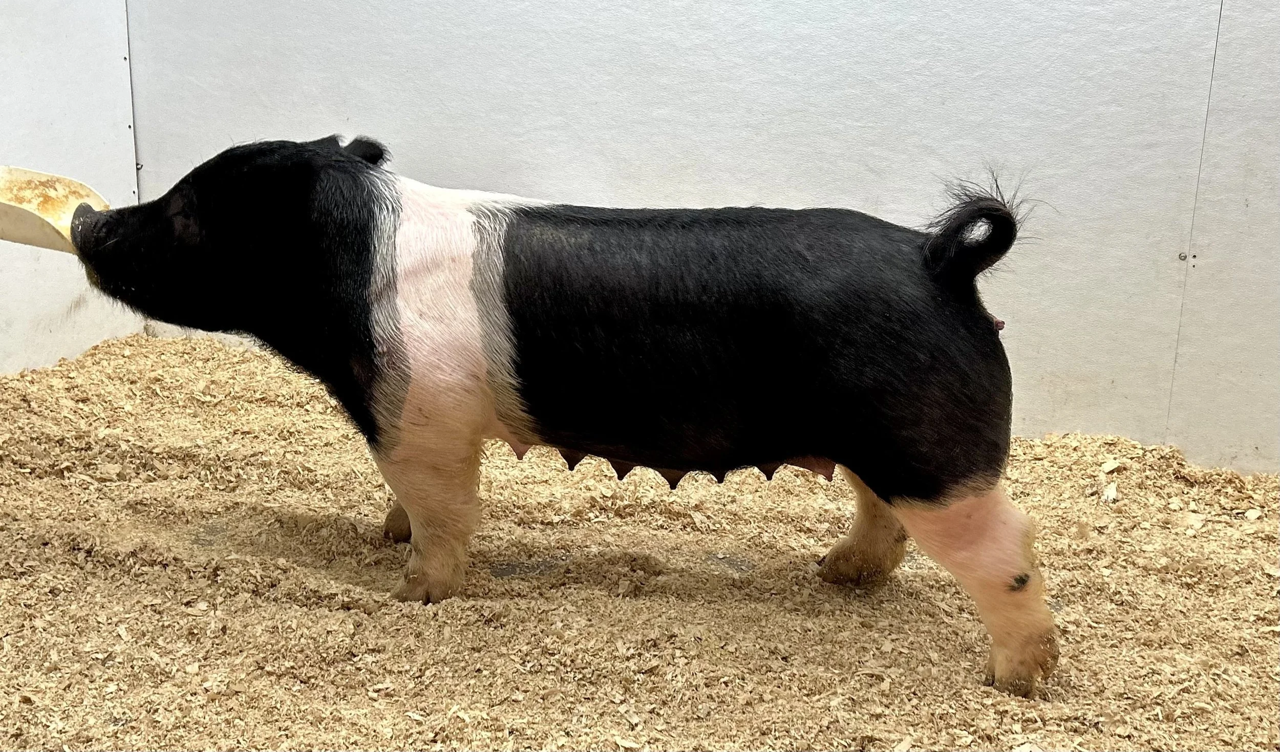 ***SOLD*** X 10-2 – Wide Awake x Never Before. 2nd parity sow. Due 1/2/26 to Money in Hand at Top Cut. | $2000