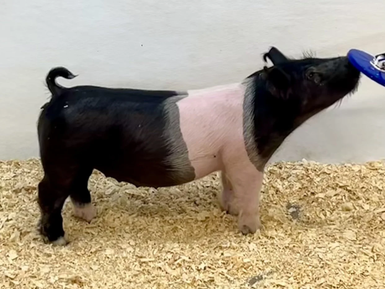X22-9 Gilt | Born: 6/4/26, Pedigree: Money In Hand x Tricked Out x Never Before | $600