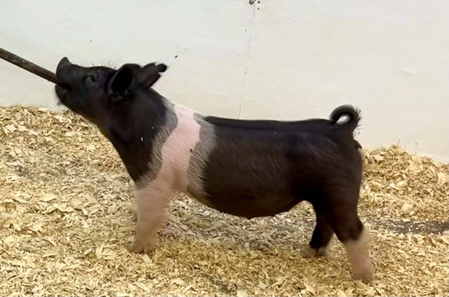 X12-8 Gilt | Born: 6/1/26, Pedigree: Outta Mind x Pay per View x Anonymous | $600