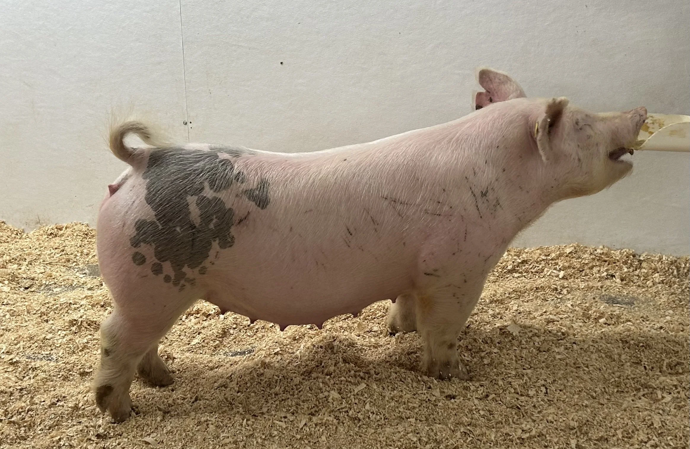 X 26-3 – Simply Wow (Picture This) x Pay per View. Gilt. Due 1/2/26 to Tarzan at Winter Livestock and Feed. | $2000