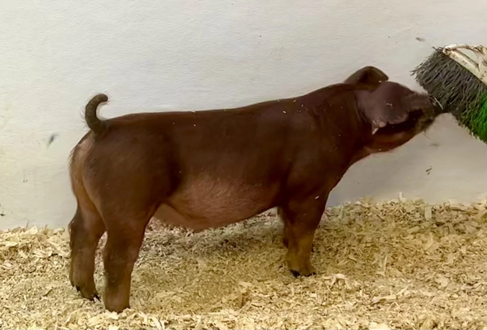 D23-8 Gilt | Born, 6/4/26, Pedigree: Switchblade x WTX 312 x Holy | $600