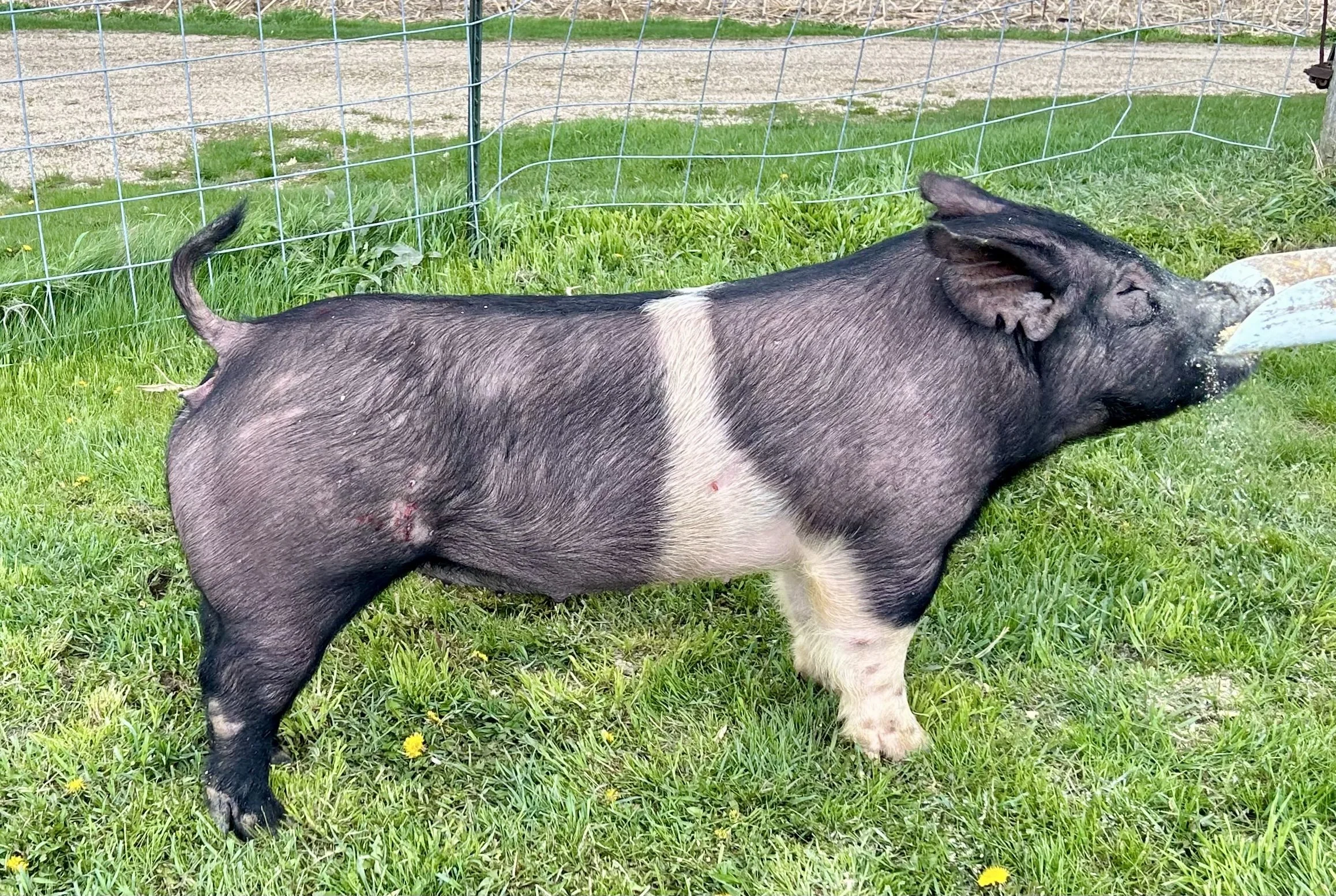 X 23-6, Due: 7/18/26, Bred to: Alibi 1-2, Pedigree: My Intention 24-6 x Pay per View, Parity: 0 | $2,000