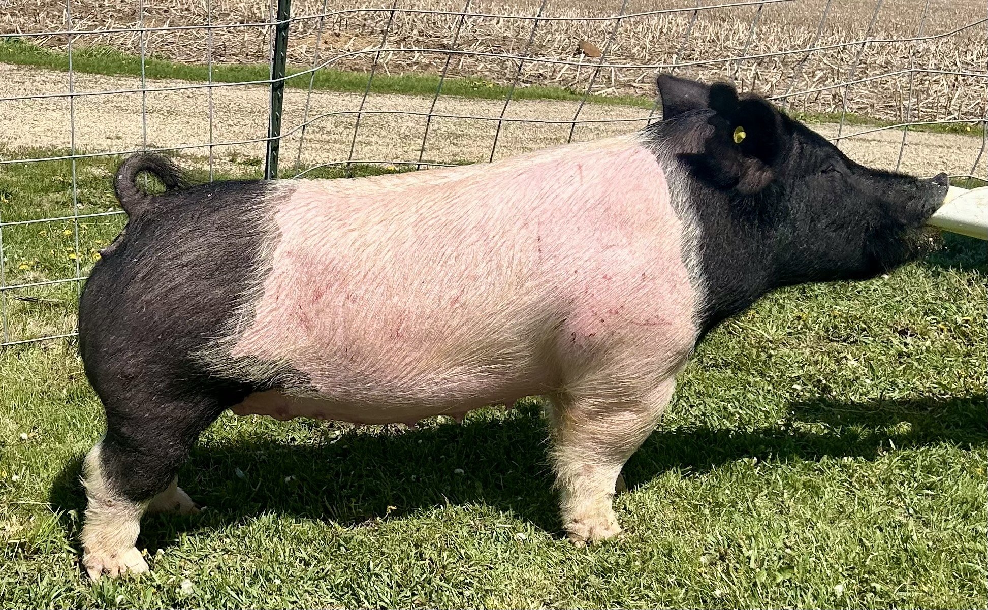 X 16-2, Due: 7/21/26, Bred to: Alibi 1-2, Pedigree: Rizzed Up x My Intention, Parity: 2 |$2,000	
