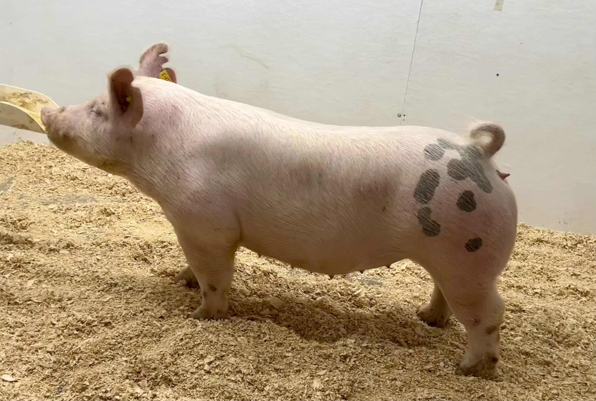 X 33-3 Gilt | My Intention x Walks Alone | Due 1/3/26 to CN 106 at Top Cut.