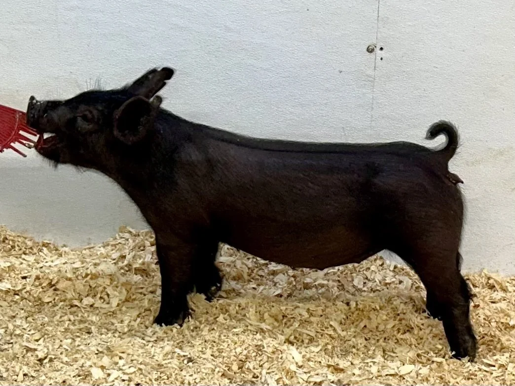 X12-9 Gilt | Born: 6/1/26, Pedigree: Outta Mind x Pay per View x Anonymous | $600