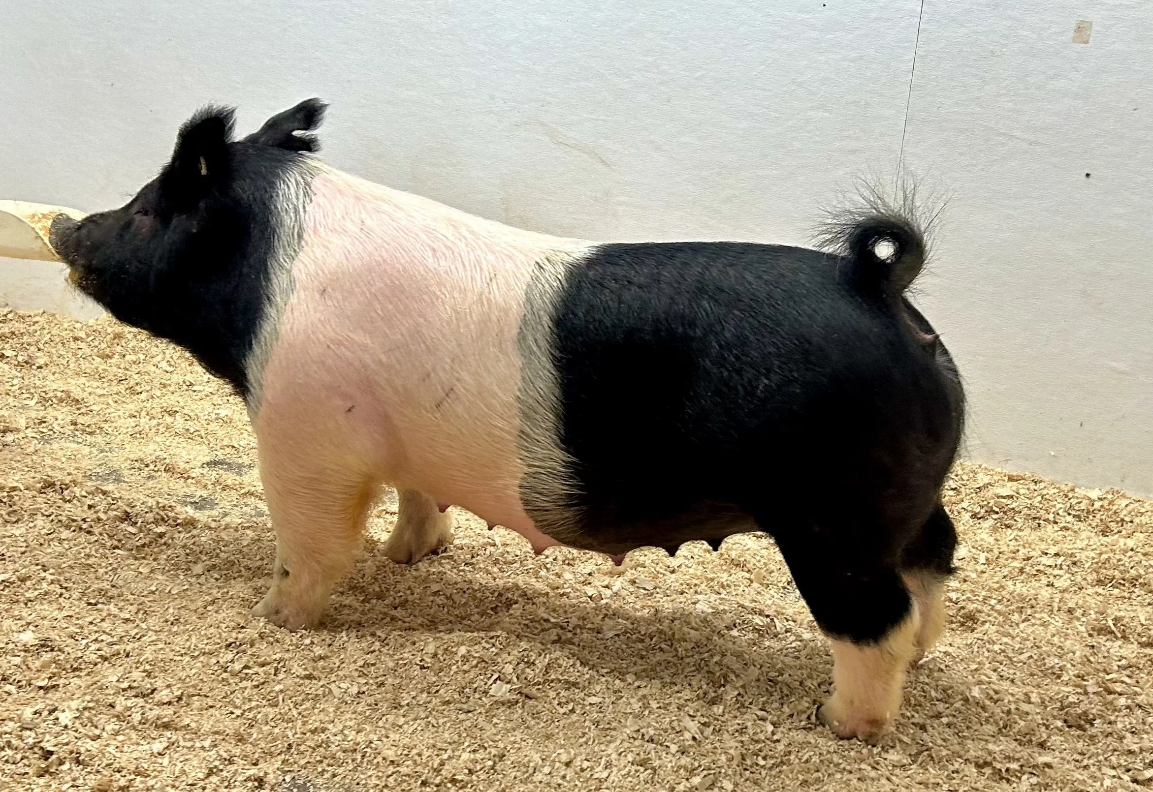 X 6-2 – Rizzed Up x Unleashed x Never Before. Gilt. Due 1/3/26 to Tarzan at Winter Livestock and Feed. | $2000