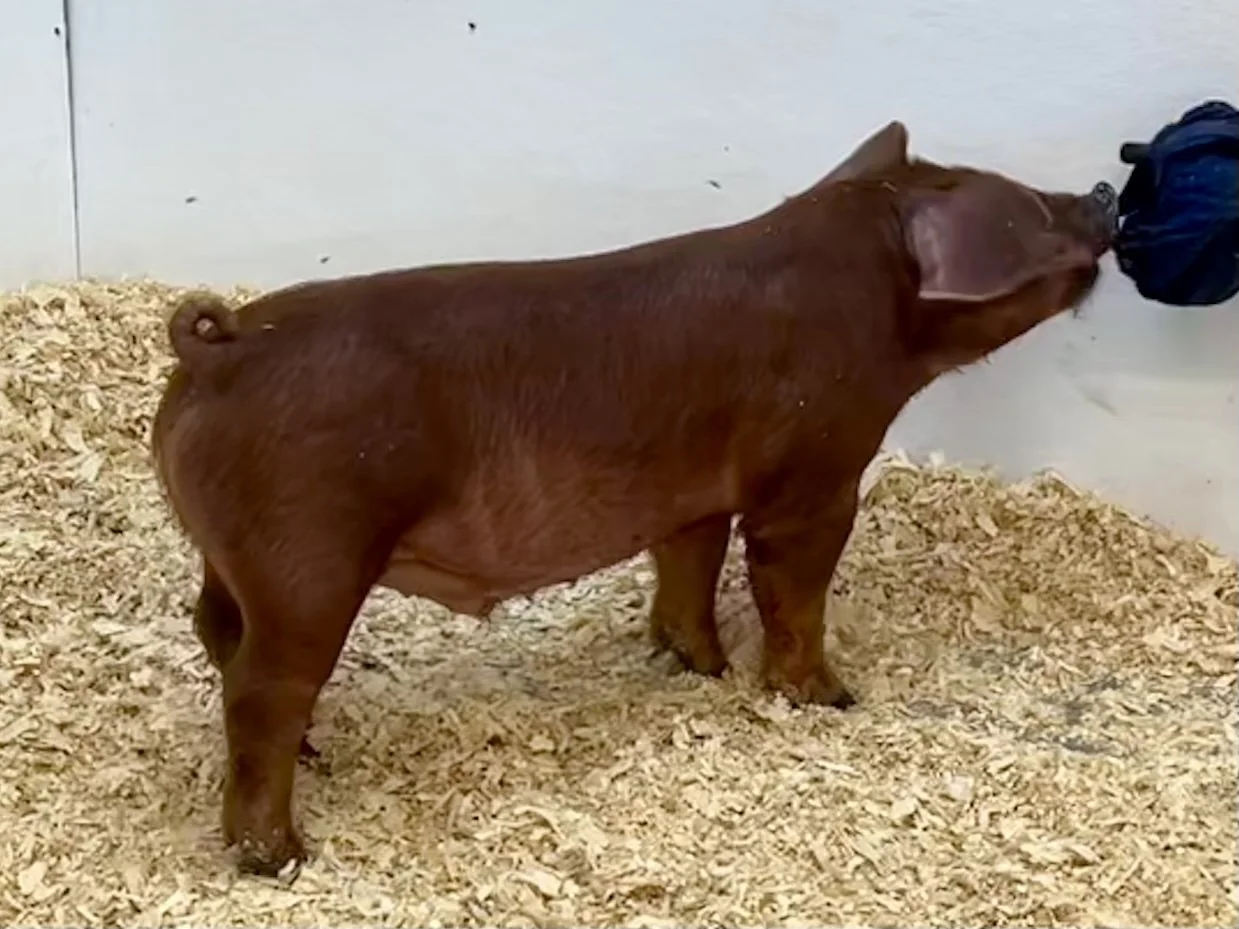 D19-1 Barrow | Born: 6/2/26, Pedigree: Switchblade x No More Tears x WTX 312 | $400