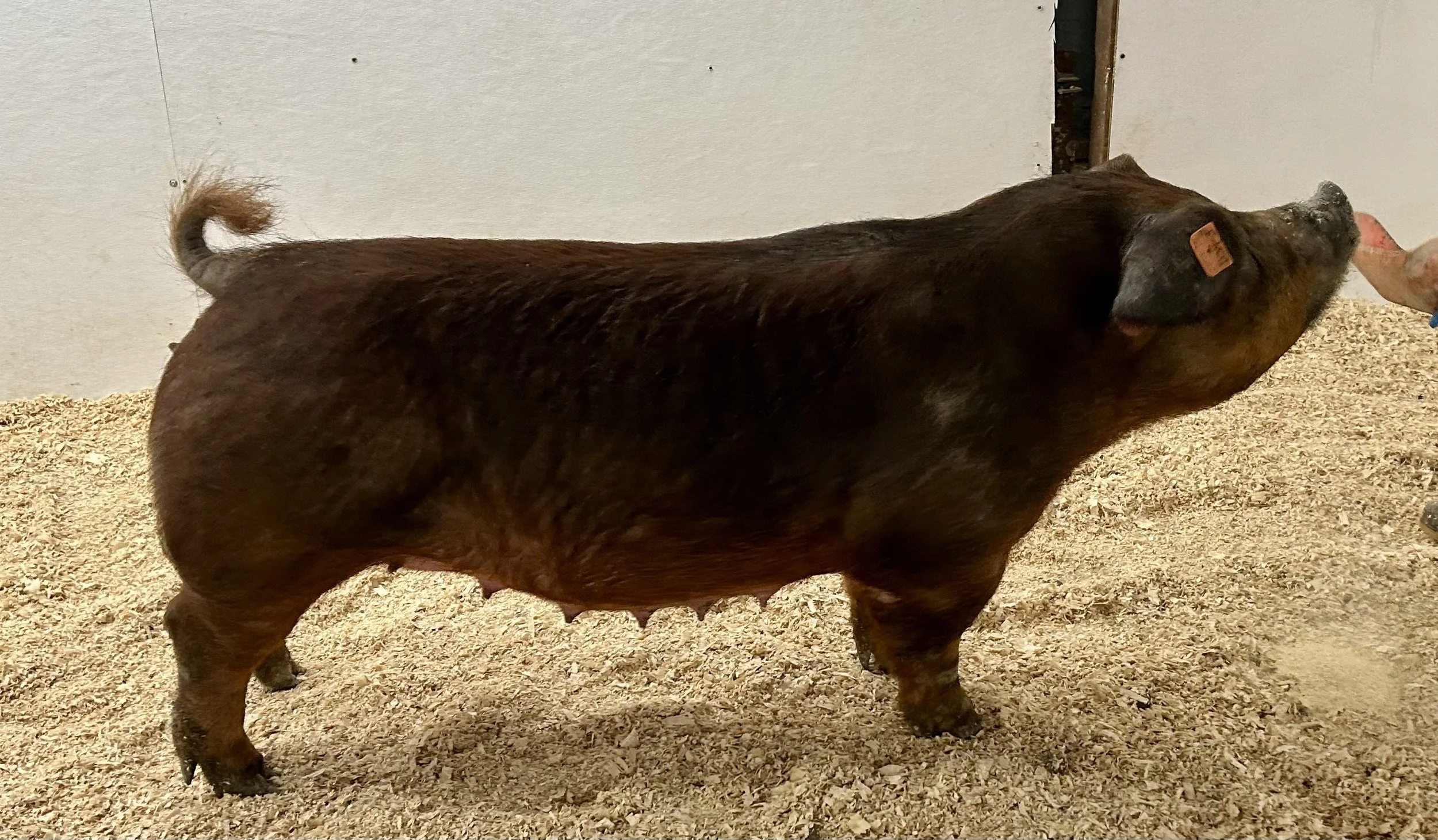  D34-3 -- I’m Him x Draft King. 1st parity sow. Due 1/2/26 to Reunited, champion Duroc boar from STC 2025 at Hi Point Genetics. | $2000