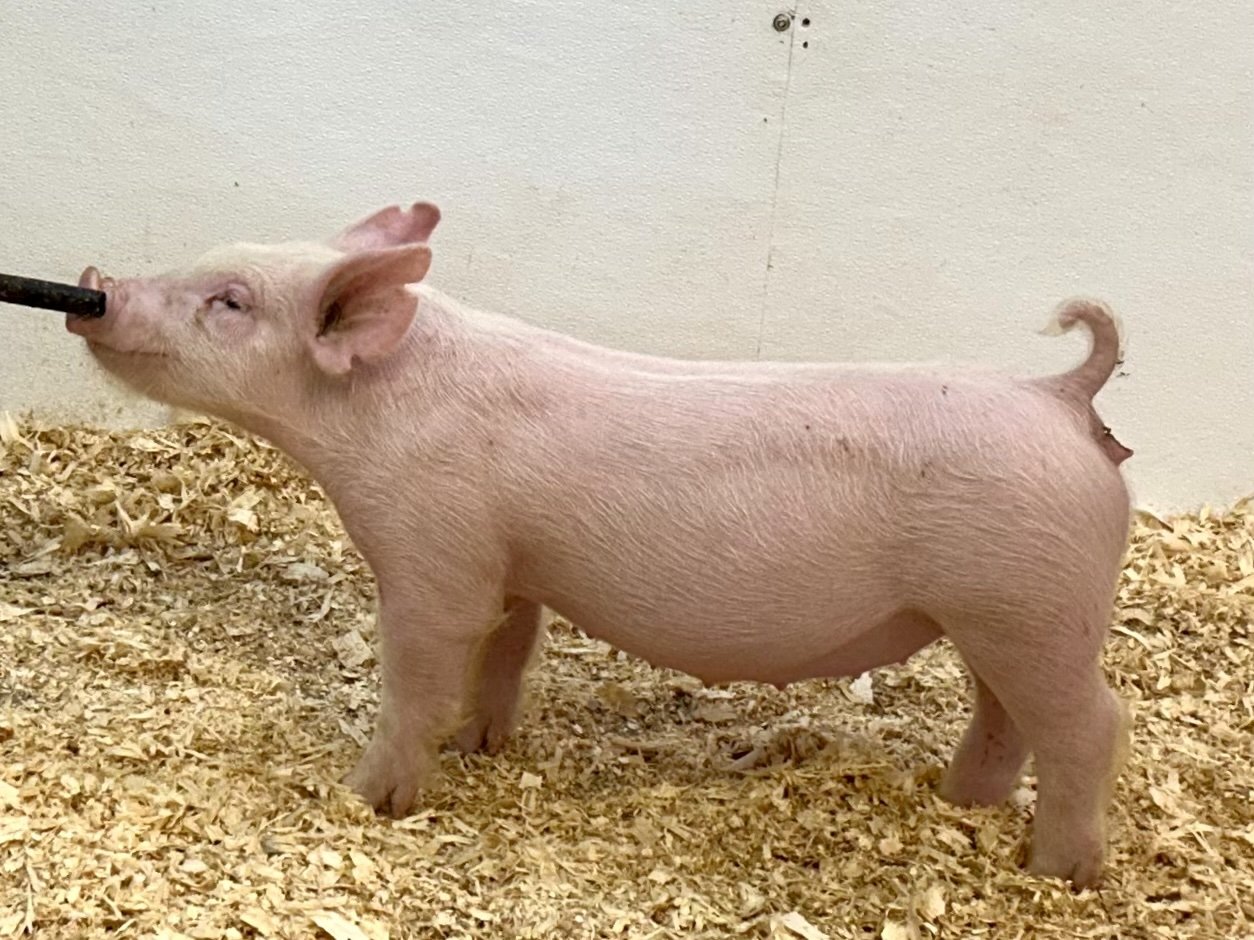 X11-4 Gilt | Born: 6/1/26, Pedigree: Stranglehold x Pay per View x Anonymous | $600