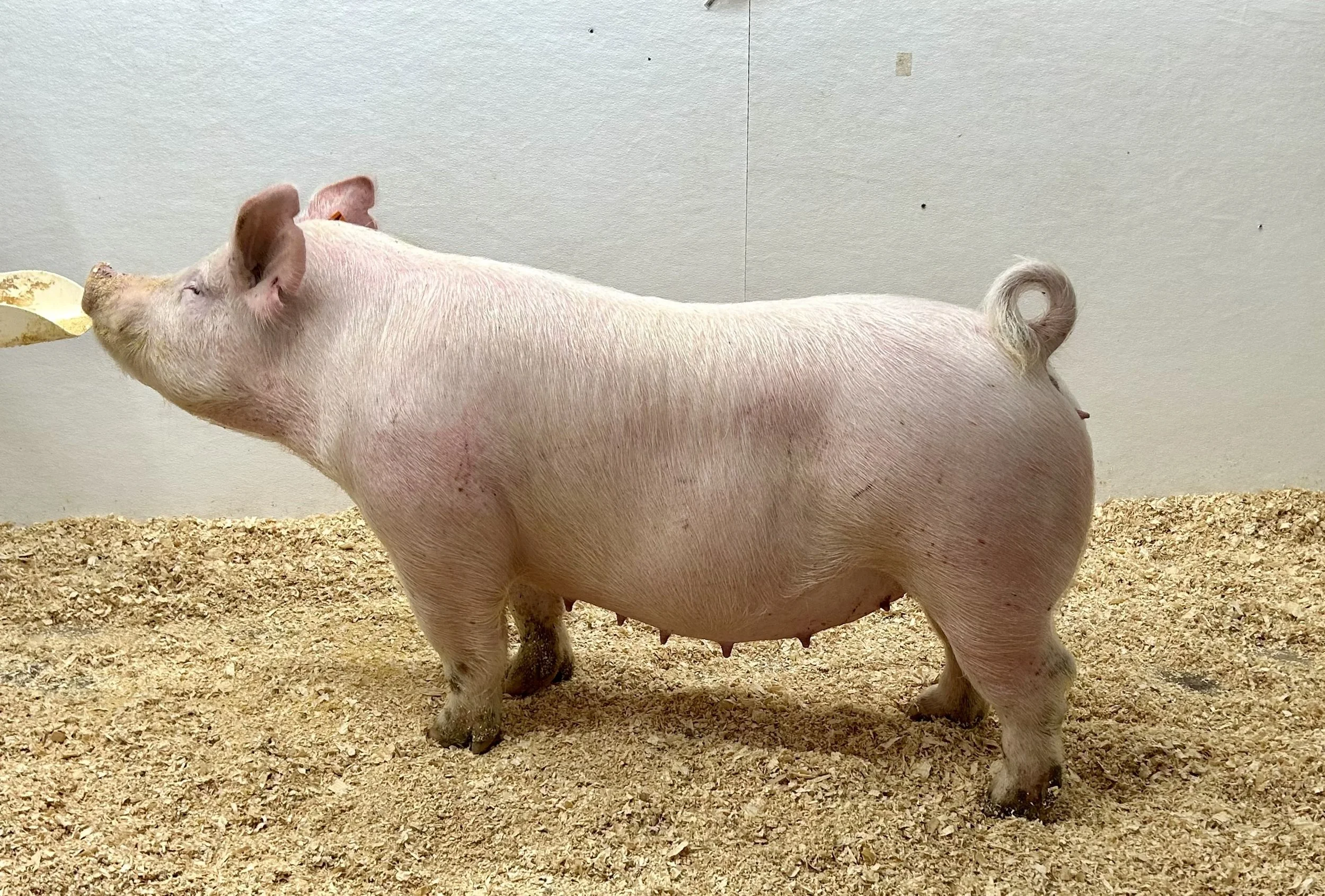 Y 35-4 2nd parity | Lucky x Roots | Due 1/1/26 to No Hesitation