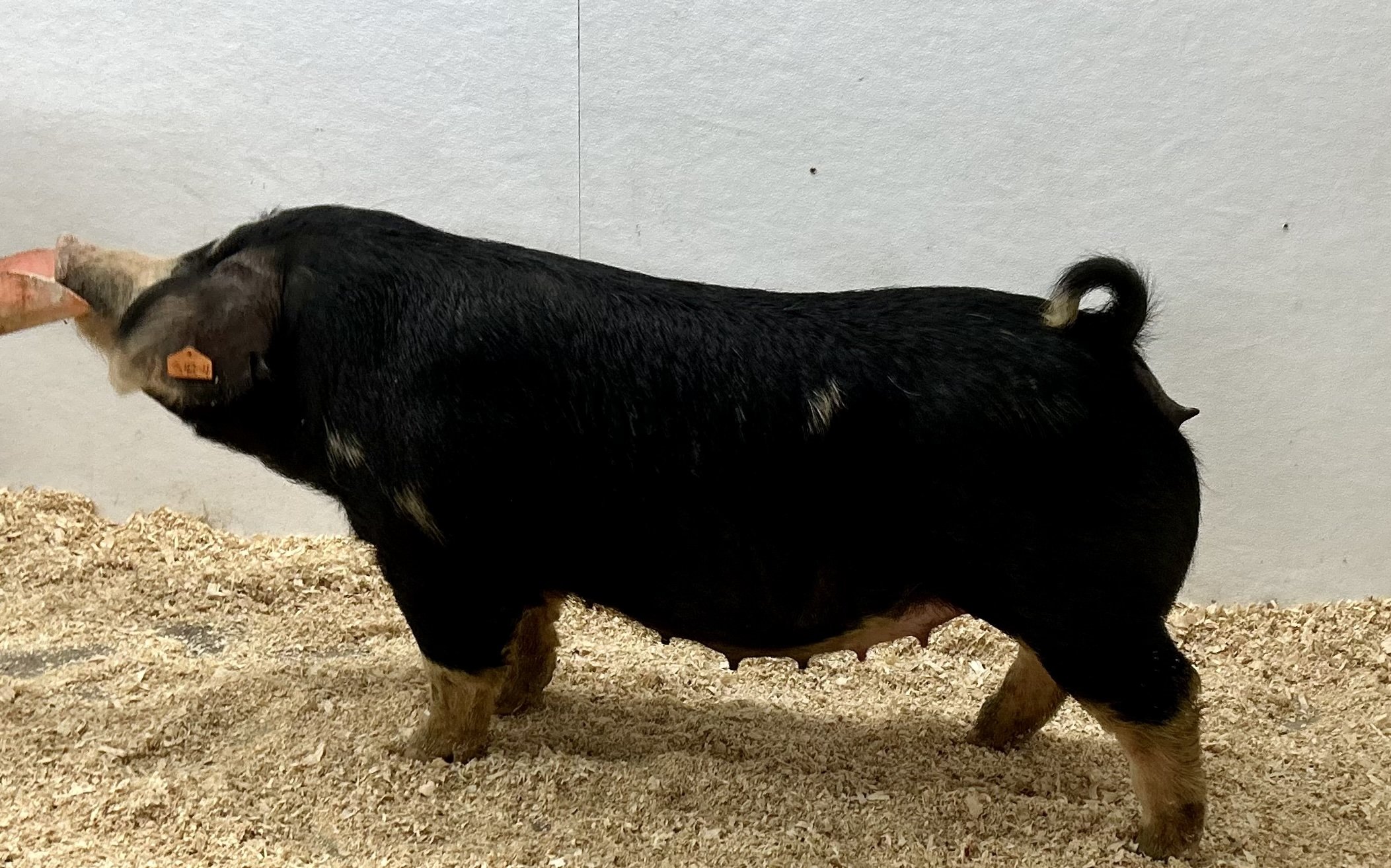 Limitless x Aint Broke. Gilt. Due 1/3/26 to Just a Dream. | $2000