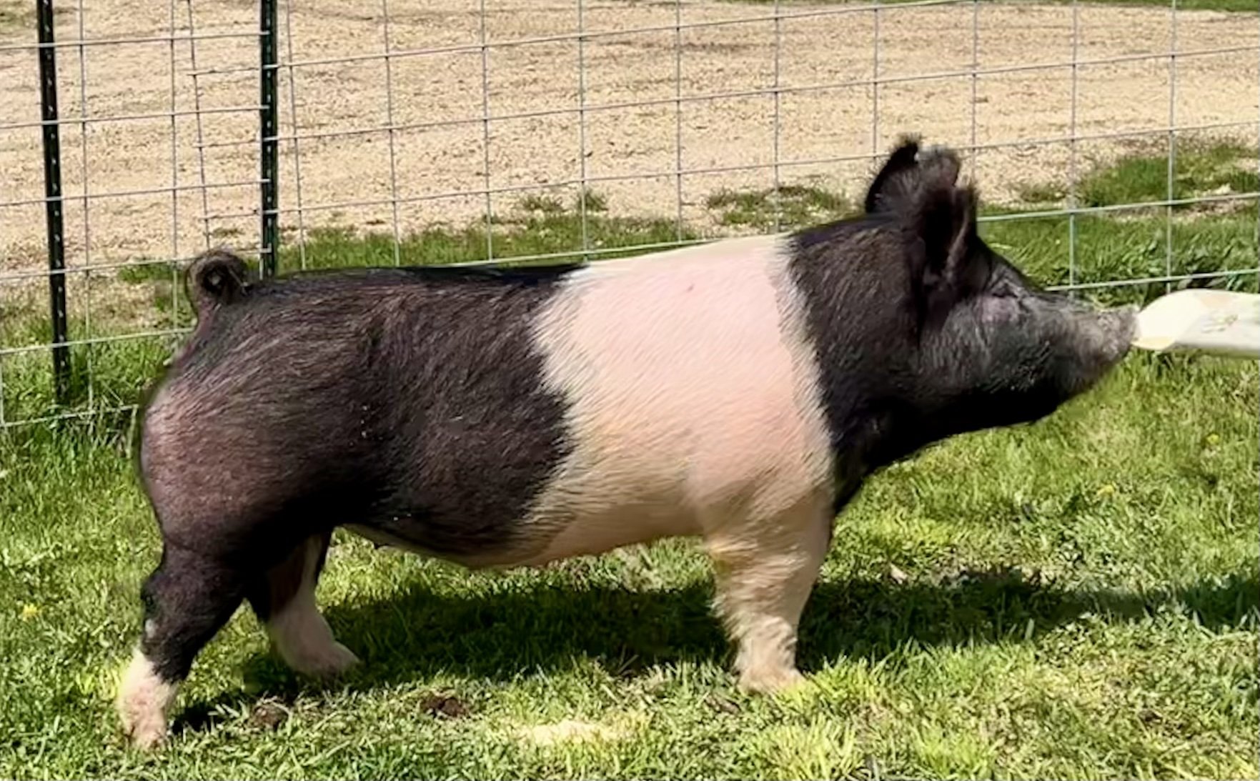 X 10-9, Due: 7/5/26, Bred to: Alibi 1-2, Pedigree: Jokes on You x Unleashed, Parity: 0 | $2,000