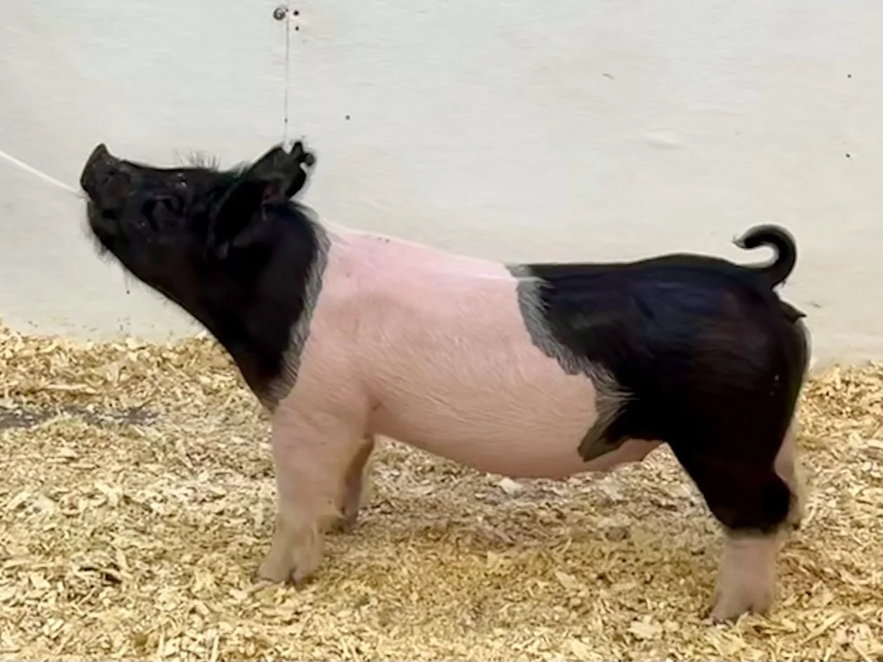 X22-7 Gilt | Born: 6/4/26, Pedigree: Money In Hand x Tricked Out x Never Before | $600