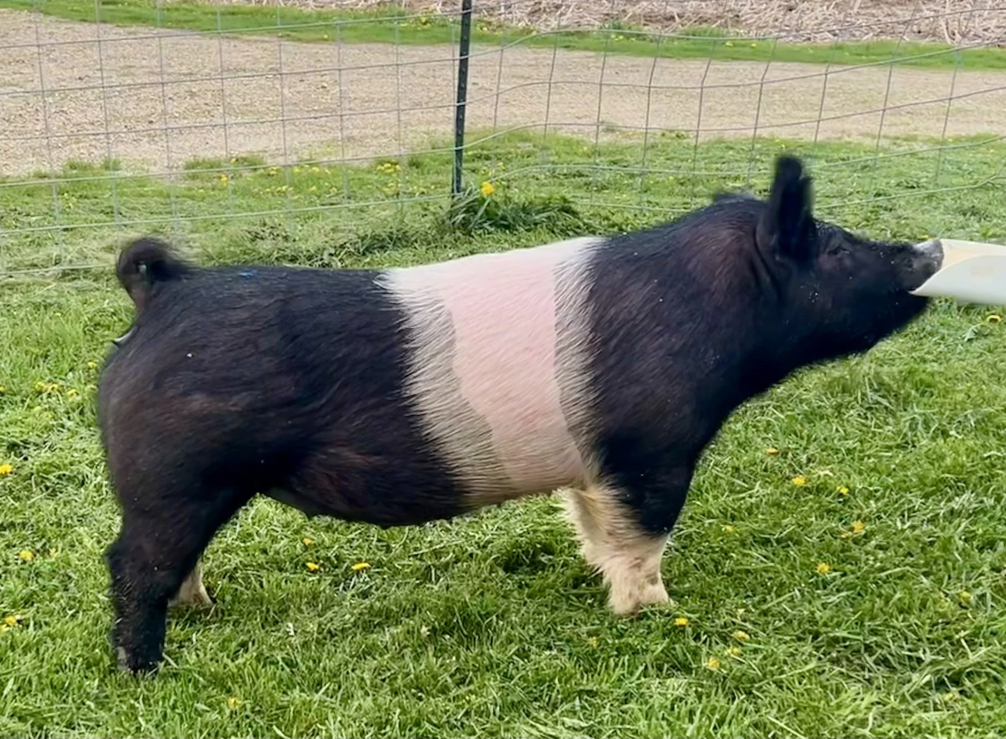 X 9-7, Due: 7/19/26, Bred to: NLU 6-2, Pedigree: Not Like Us x Carbon Copy, Parity: 0 | $2,000	