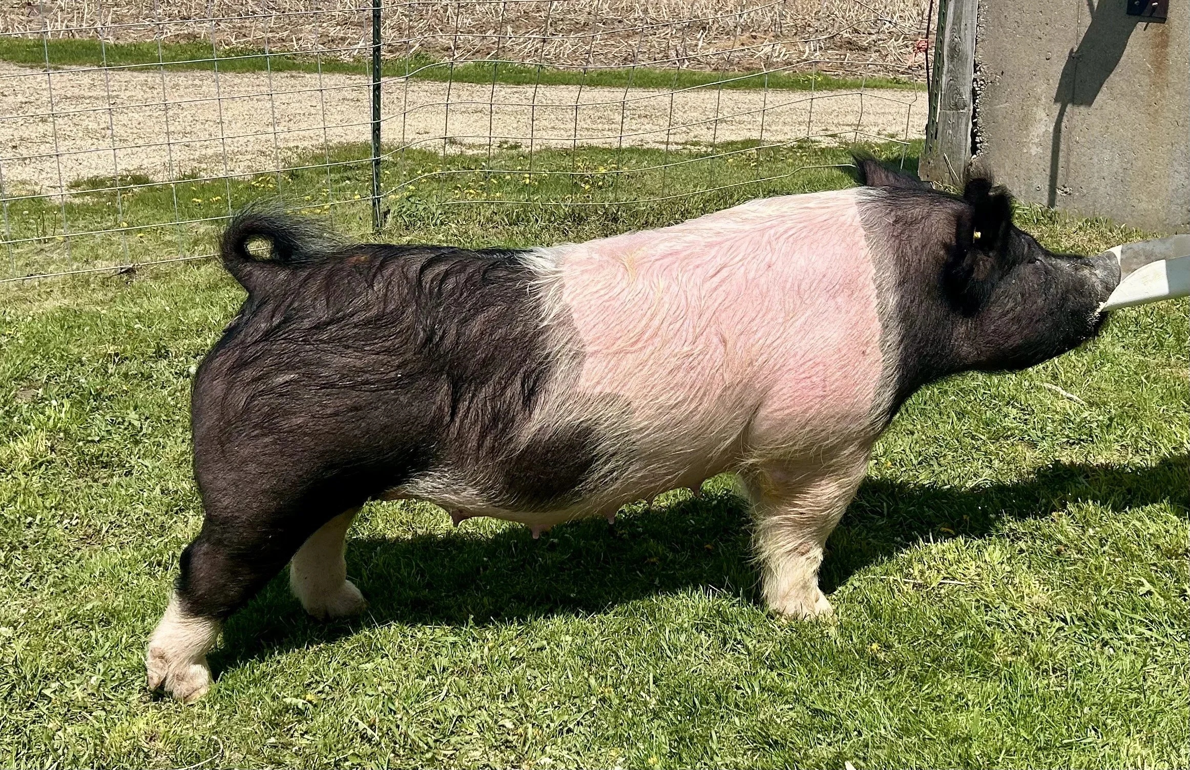 X 14-1A, Due: 7/20/26, Bred to: NLU 6-2, Pedigree: Tricked Out x Cowboy Poker, Parity: 2 | $2,500