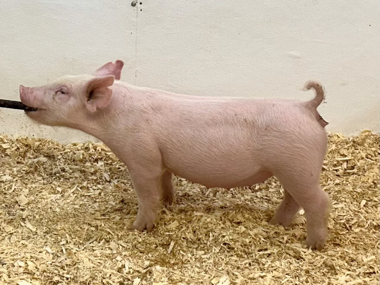 X11-4 Gilt | Born: 6/1/26, Pedigree: Stranglehold x Pay per View x Anonymous | $600