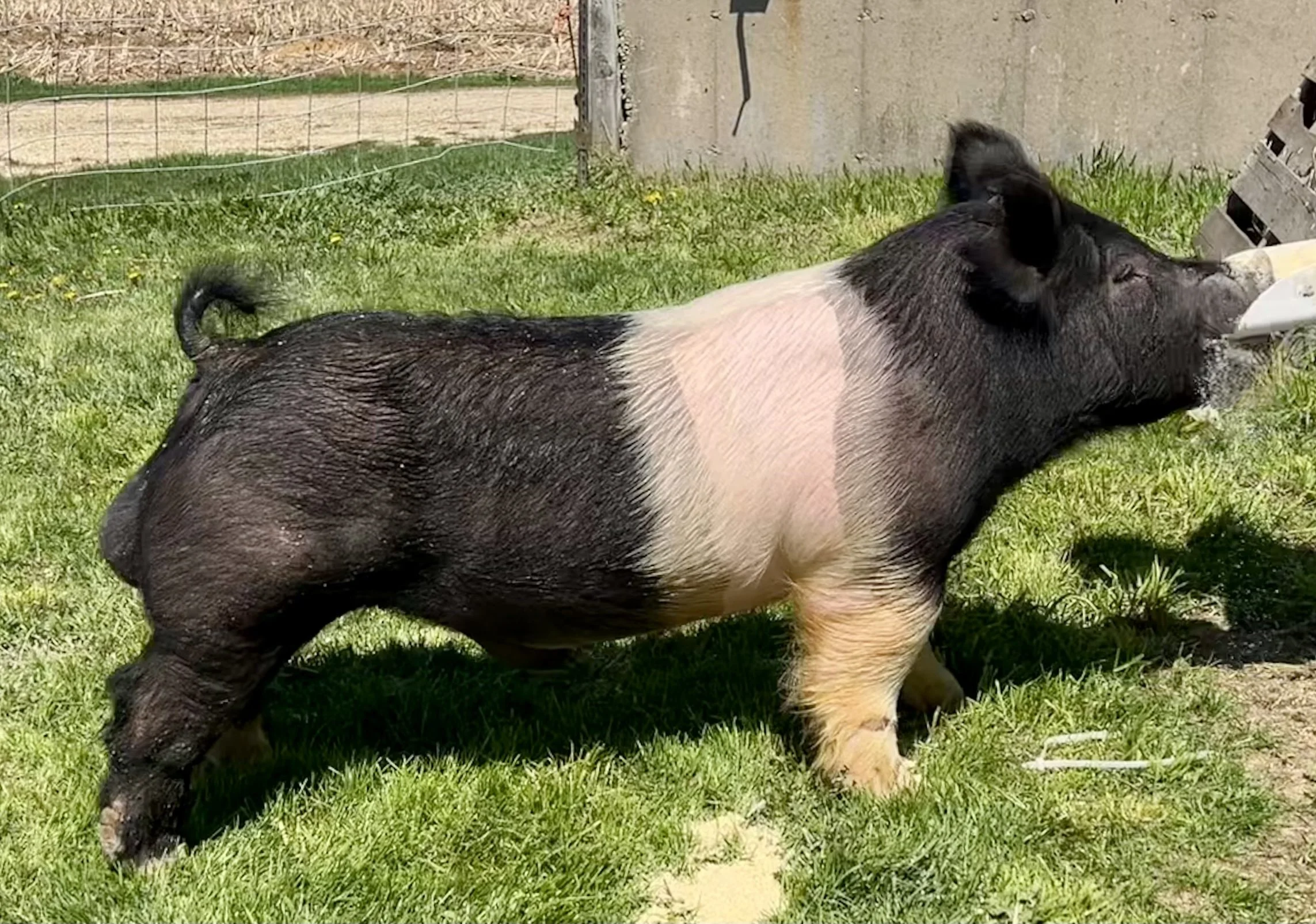 Not Like Us  (Kuhlow Girls Showpigs)