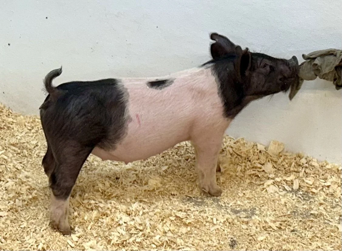 X18-4 Gilt | Born: 6/2/26, Pedigree: Stranglehold x My Intention 24-6 x Cowboy Poker | $600
