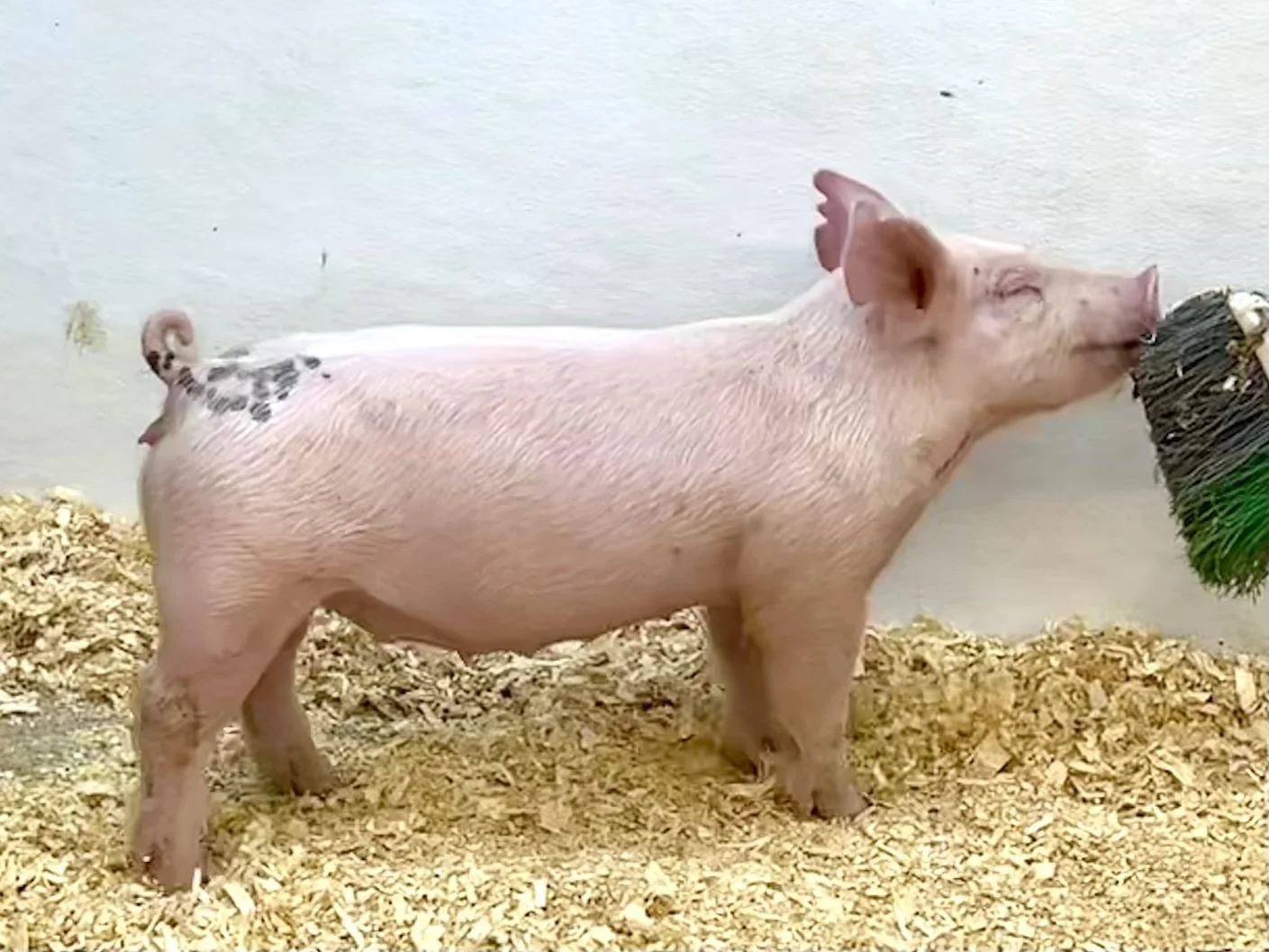 X11-7 Gilt | Born: 6/1/26, Pedigree: Stranglehold x Pay per View x Anonymous | $600