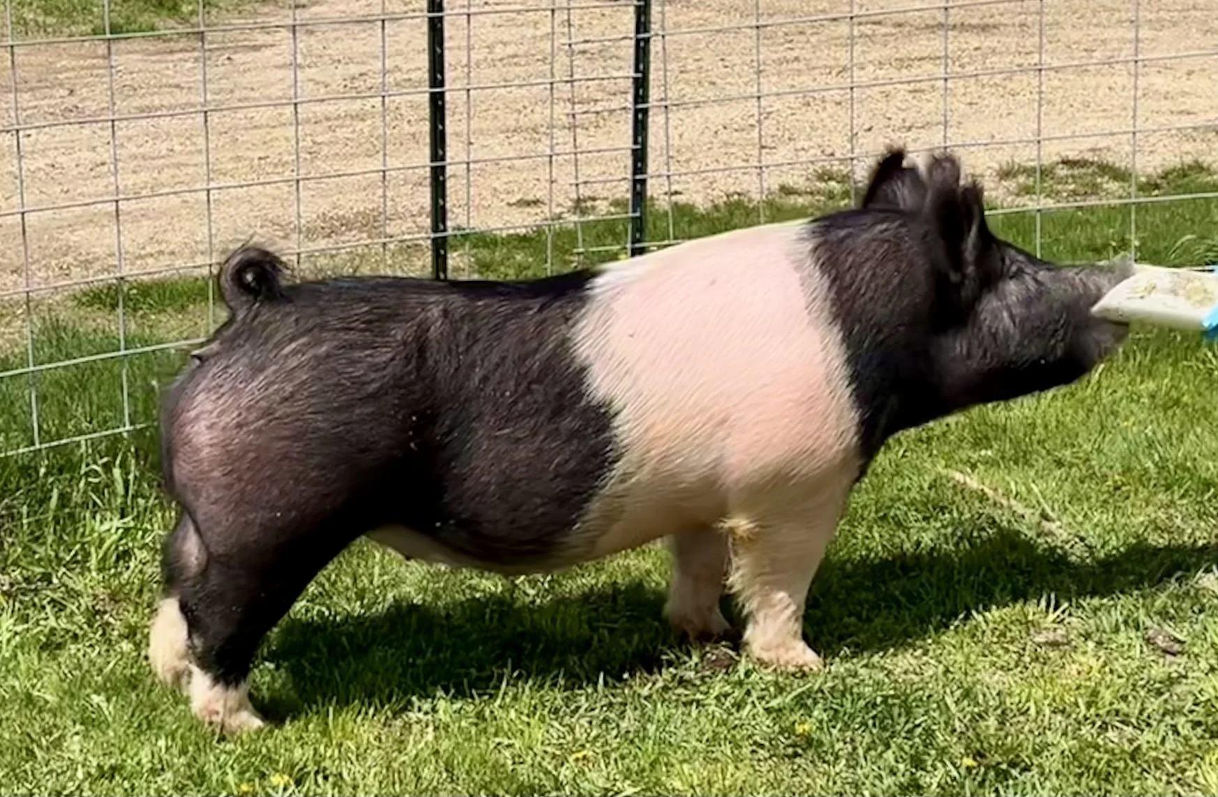 X 10-9, Due: 7/5/26, Bred to: Alibi 1-2, Pedigree: Jokes on You x Unleashed, Parity: 0 | $2,000