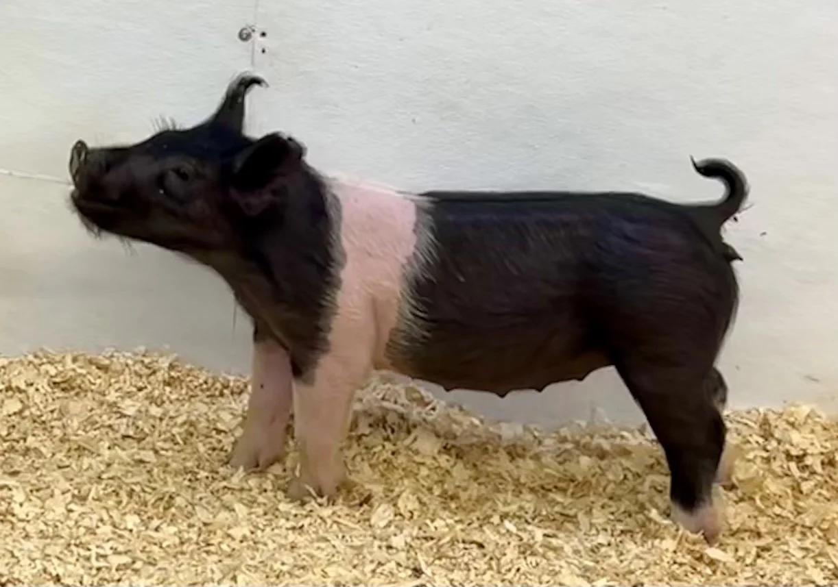 X20-11 Gilt | Born: 6/2/26, Pedigree: Outta Mind x Cowboy Poker x Never Before | $600