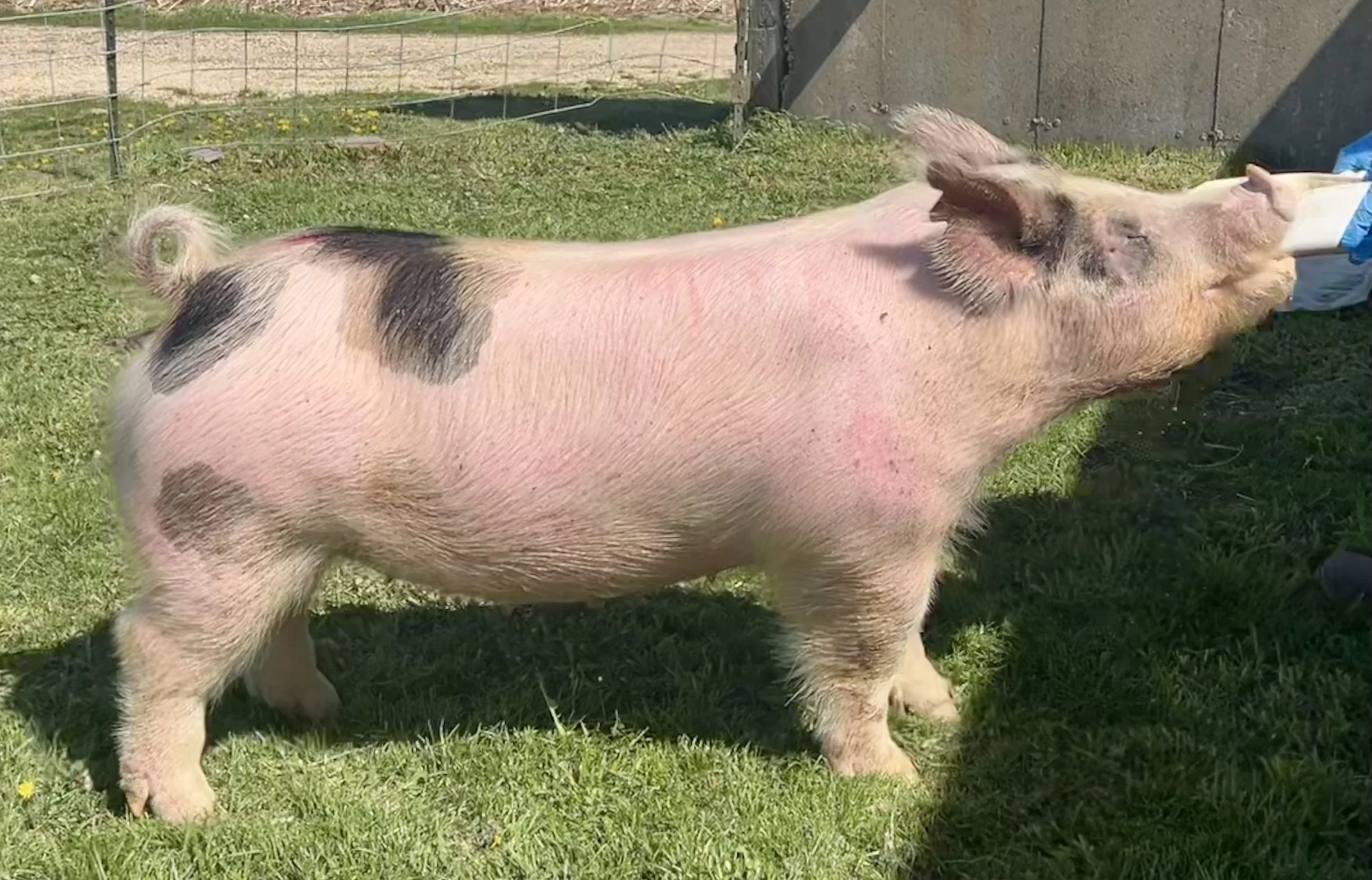 X 7-4, Due: 7/19/26, Bred to: NLU 6-2 (KGS), Pedigree: This is the Way x Cowboy Poker, Parity: 0 | $2,500	