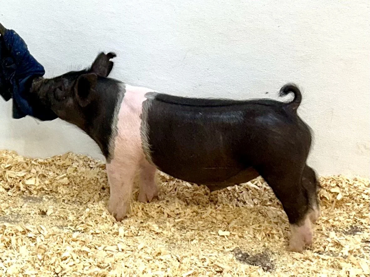 X13-3 Barrow | Born: 6/1/26, Pedigree: Pile Driver x Tricked Out x Cowboy Poker | $400