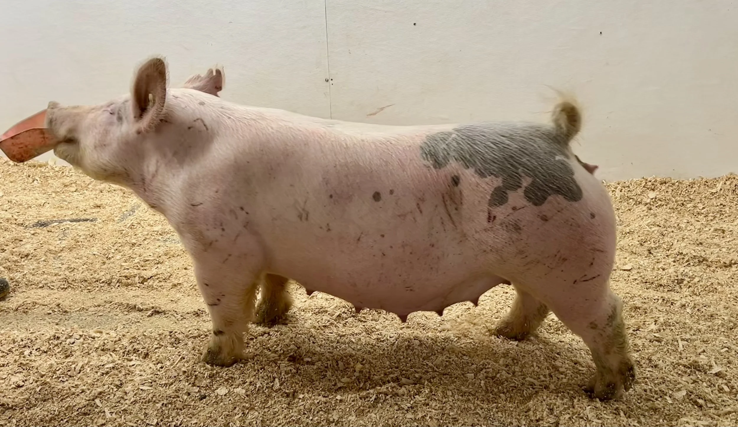 ***SOLD*** X 26-2 – Simply Wow (Picture This) x Pay per View. Gilt. Due 1/2/26 to Tarzan at Winter Livestock and Feed. $2000