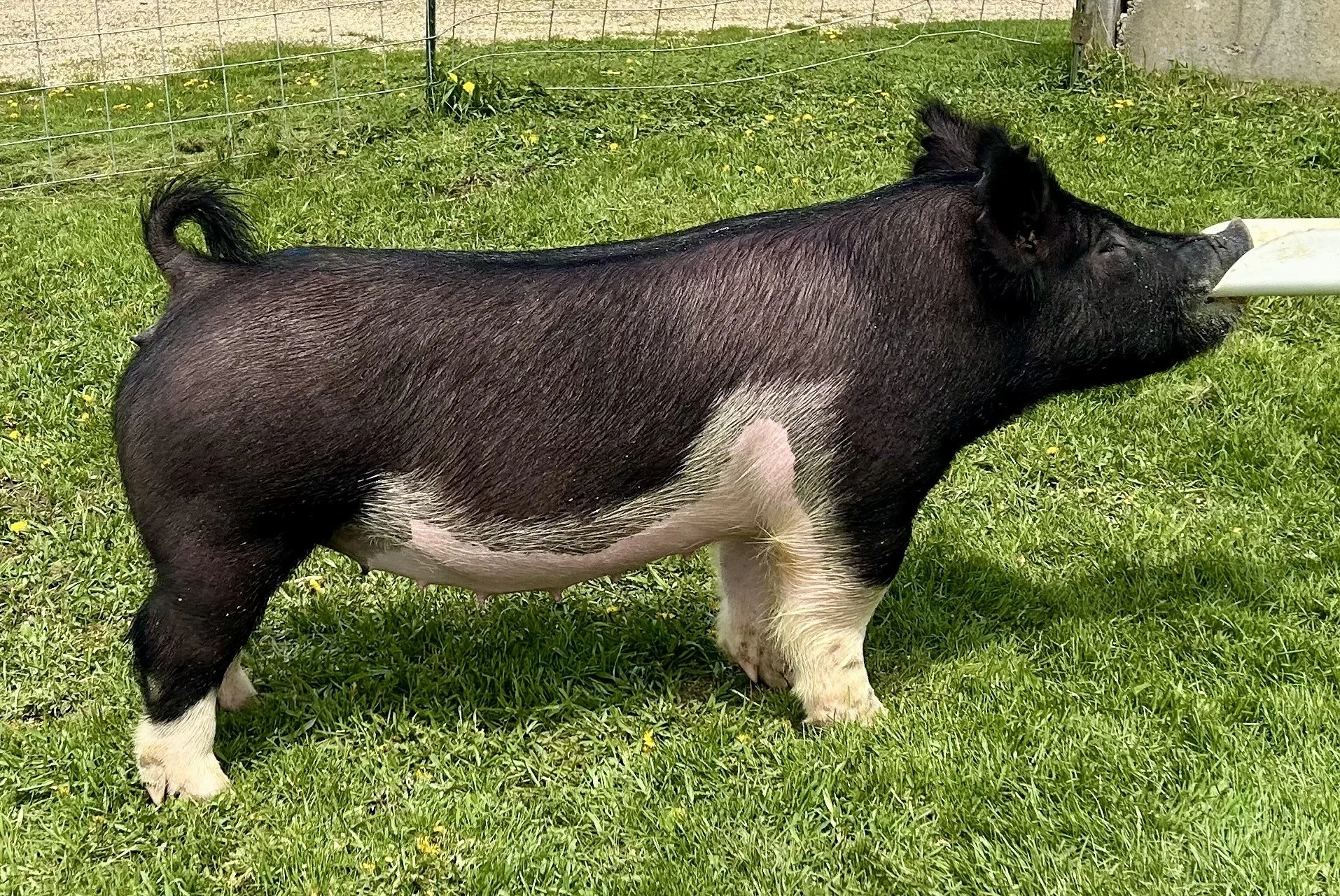 X 24-6, Due: 7/19/26, Bred to: NLU 6-2, Pedigree: Alibi x Tricked Out, Parity: 0 | $2,500	