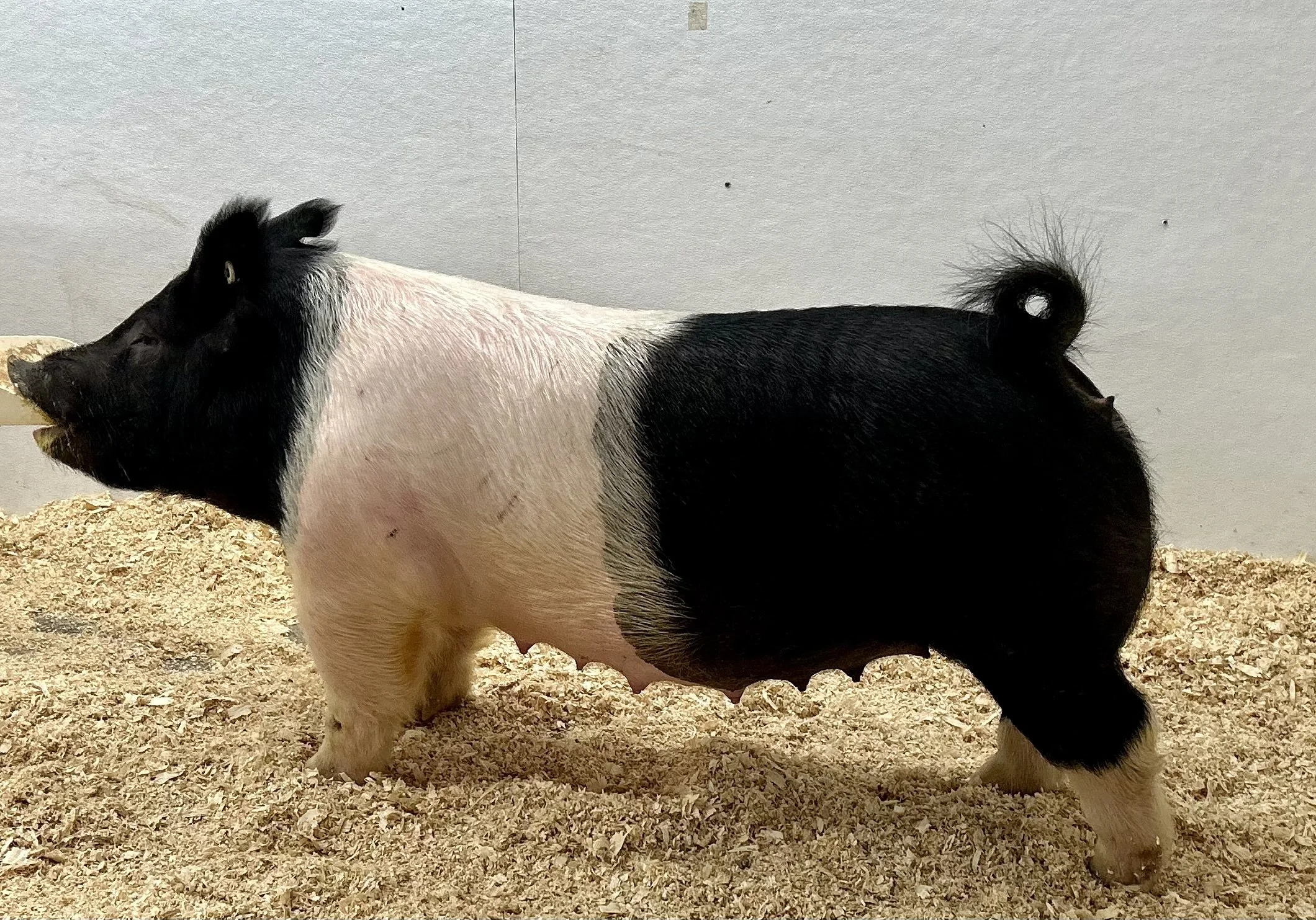 ***SOLD*** X 6-2 – Rizzed Up x Unleashed x Never Before. Gilt. Due 1/3/26 to Tarzan at Winter Livestock and Feed. | $2000