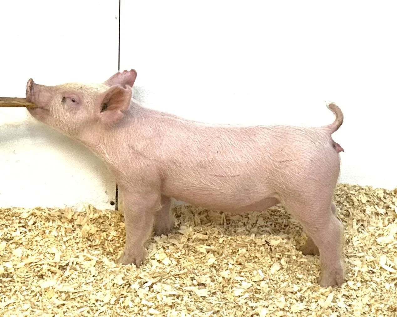 X20-10 Gilt | Born: 6/2/26, Pedigree: Outta Mind x Cowboy Poker x Never Before | $600