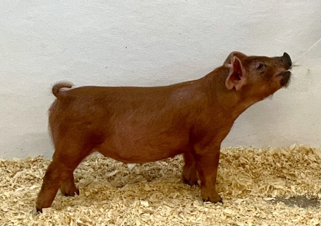 D19-4 Gilt | Born: 6/2/26, Pedigree: Switchblade x No More Tears x WTX 312 | $600