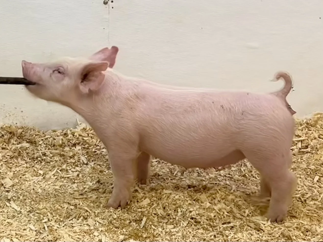 X11-4 Gilt | Born: 6/1/26, Pedigree: Stranglehold x Pay per View x Anonymous | $600